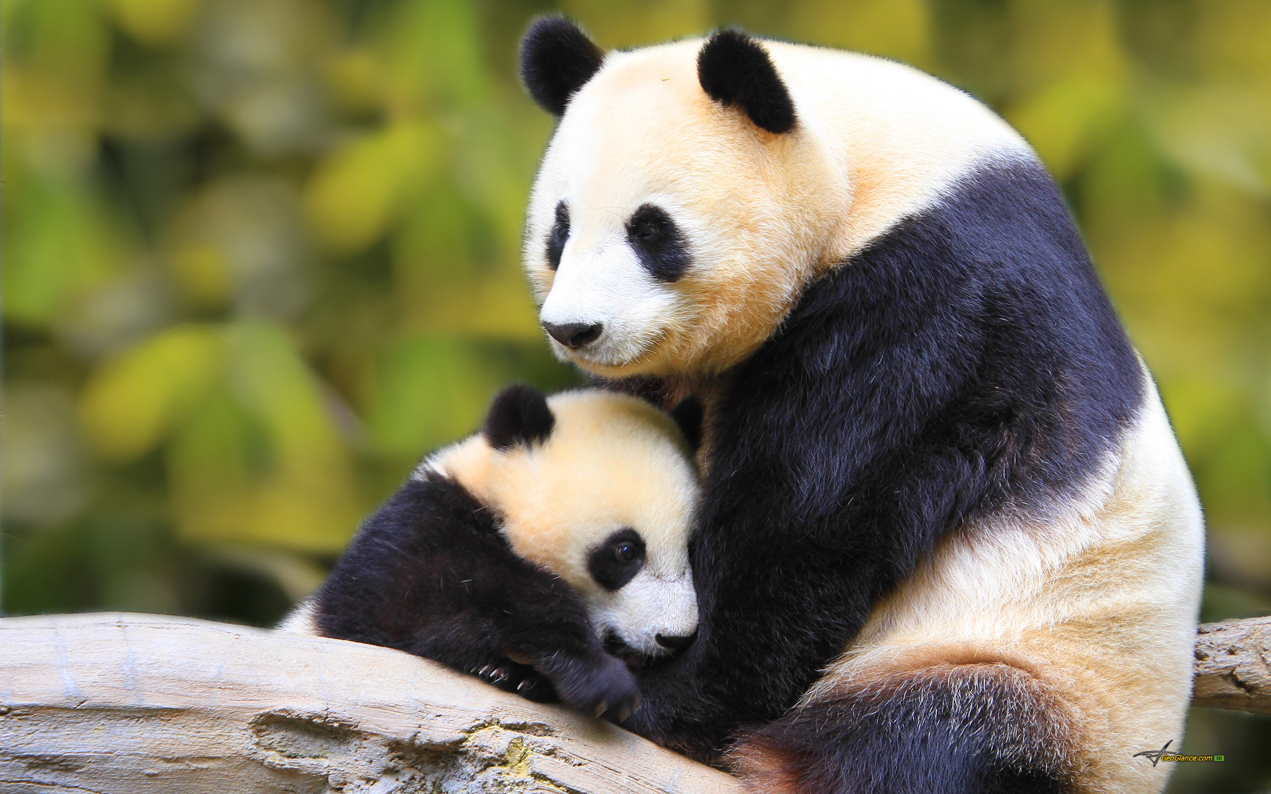 Mamma panda, Cucciolo di panda, Abbraccio, 2560x1600, sfondo MacBook Pro