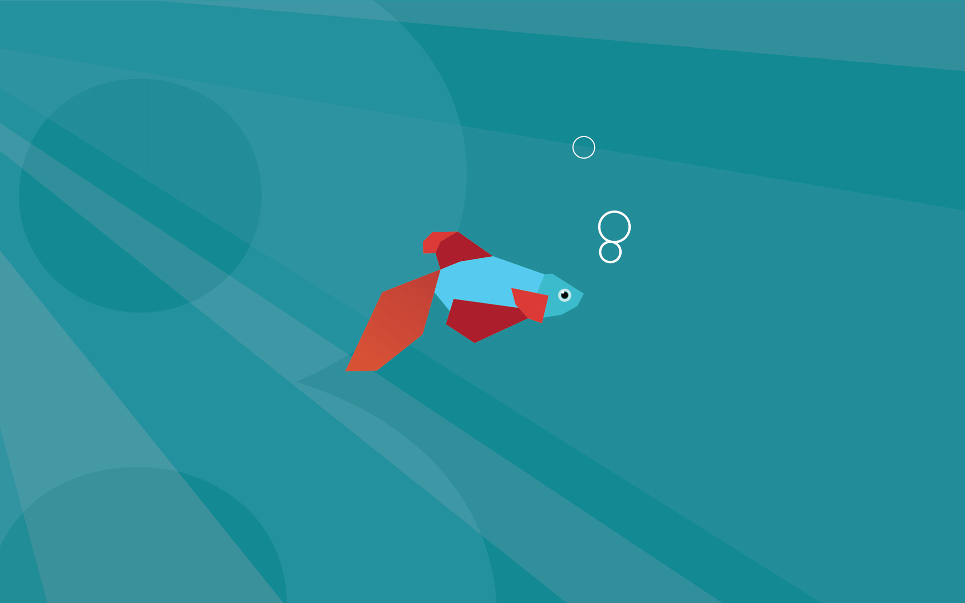 Pesce combattente, Windows 8, Sfondo stock, Verde acqua, Full HD, wallpaper per portatile