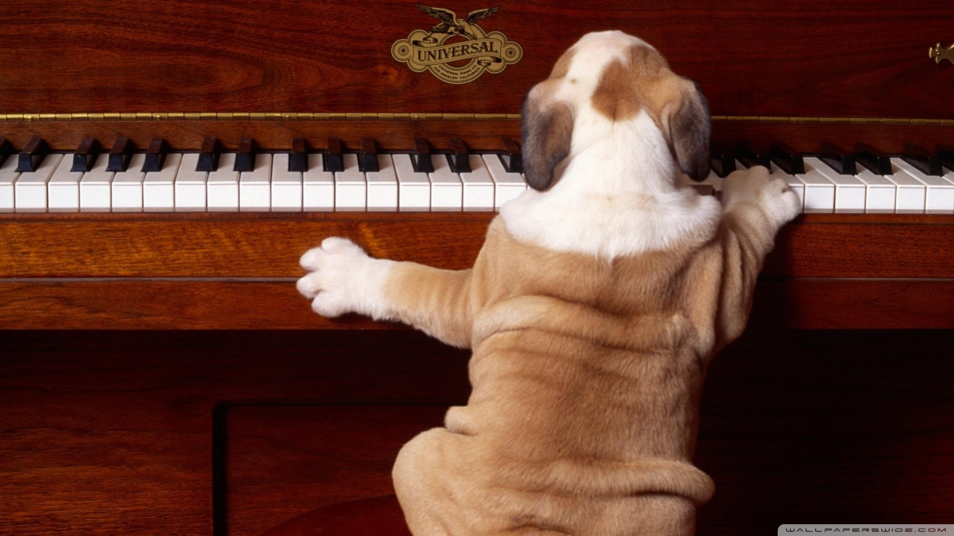 Bulldog inglese, Cucciolo, Pianoforte, Divertente, Full HD, wallpaper per computer