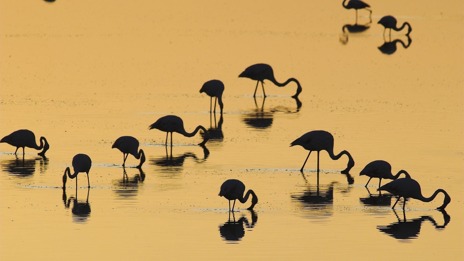 Fenicotteri, Silhouette, Lago, Dorato, Full HD, sfondo per PC e portatile