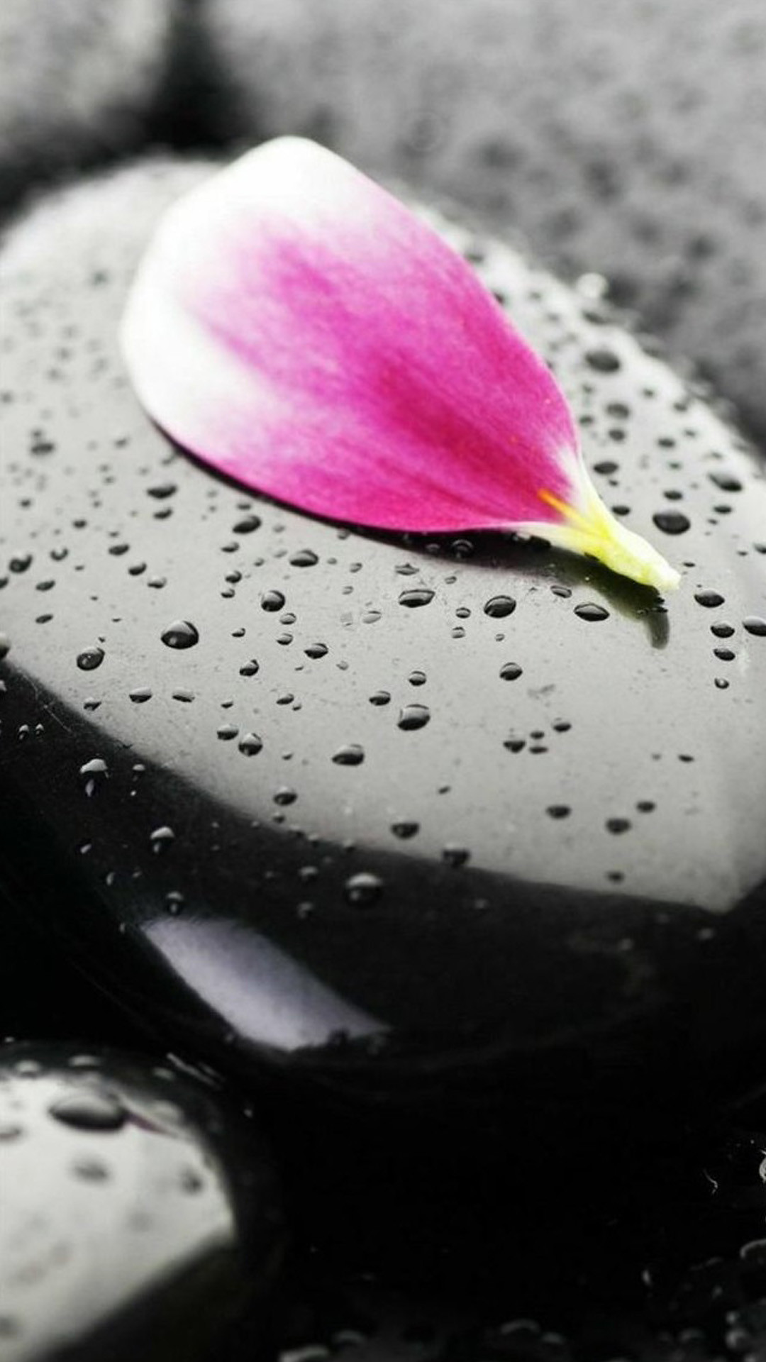 Petalo rosa, Pietre, Gocce d'acqua, Bianco e nero, sfondo schermata di blocco iPhone