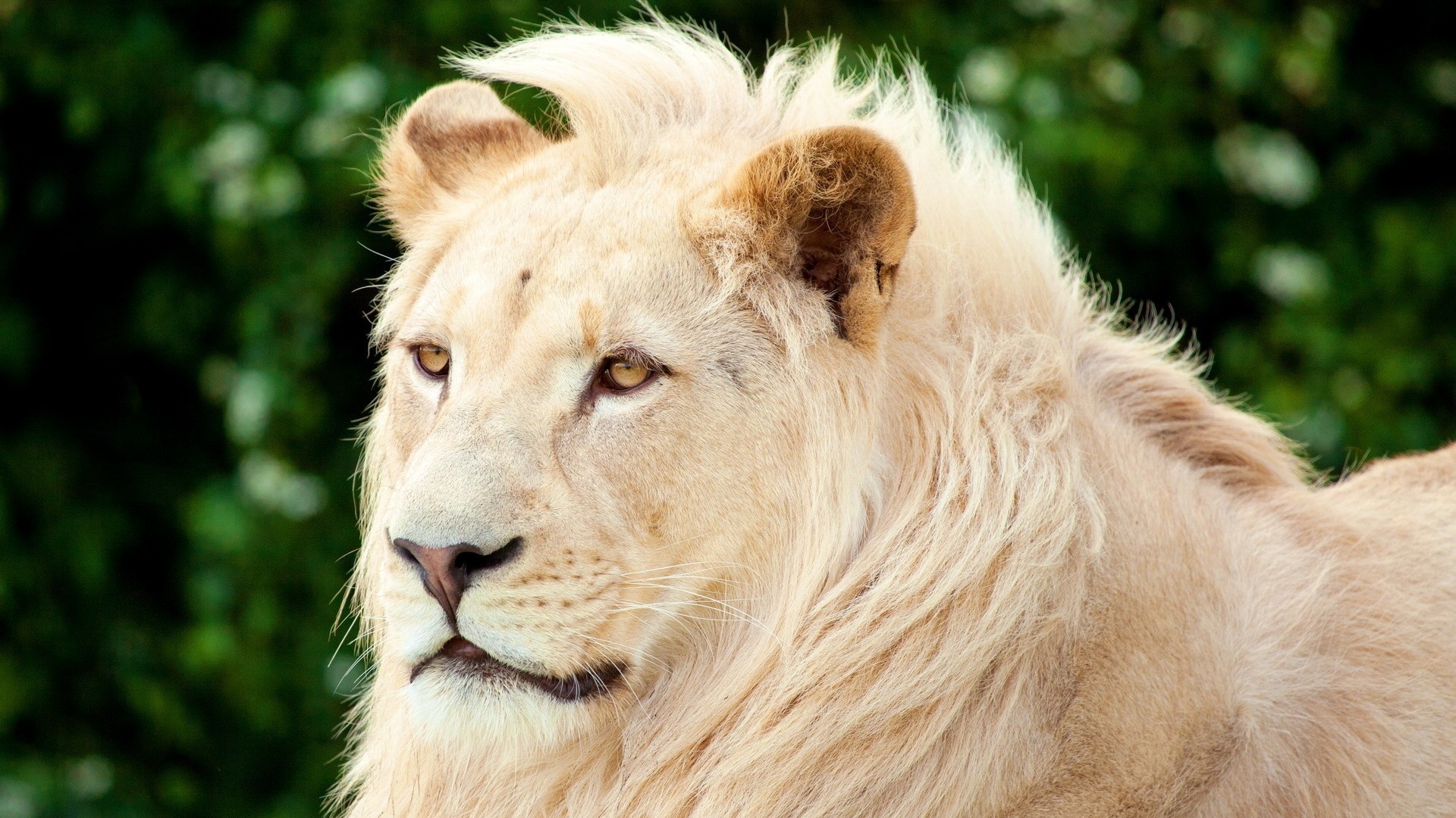 Leone bianco, Ritratto, Criniera, Sfondo verde, Full HD, wallpaper per portatile