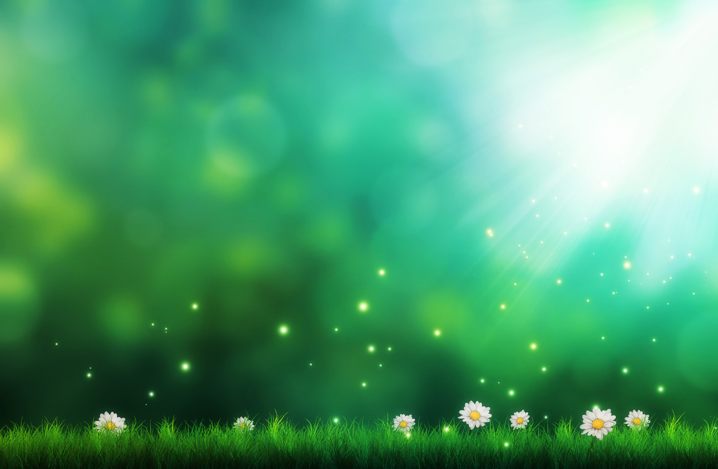 Bokeh, Verde, Margherite, Raggi di luce, 2K, sfondo desktop