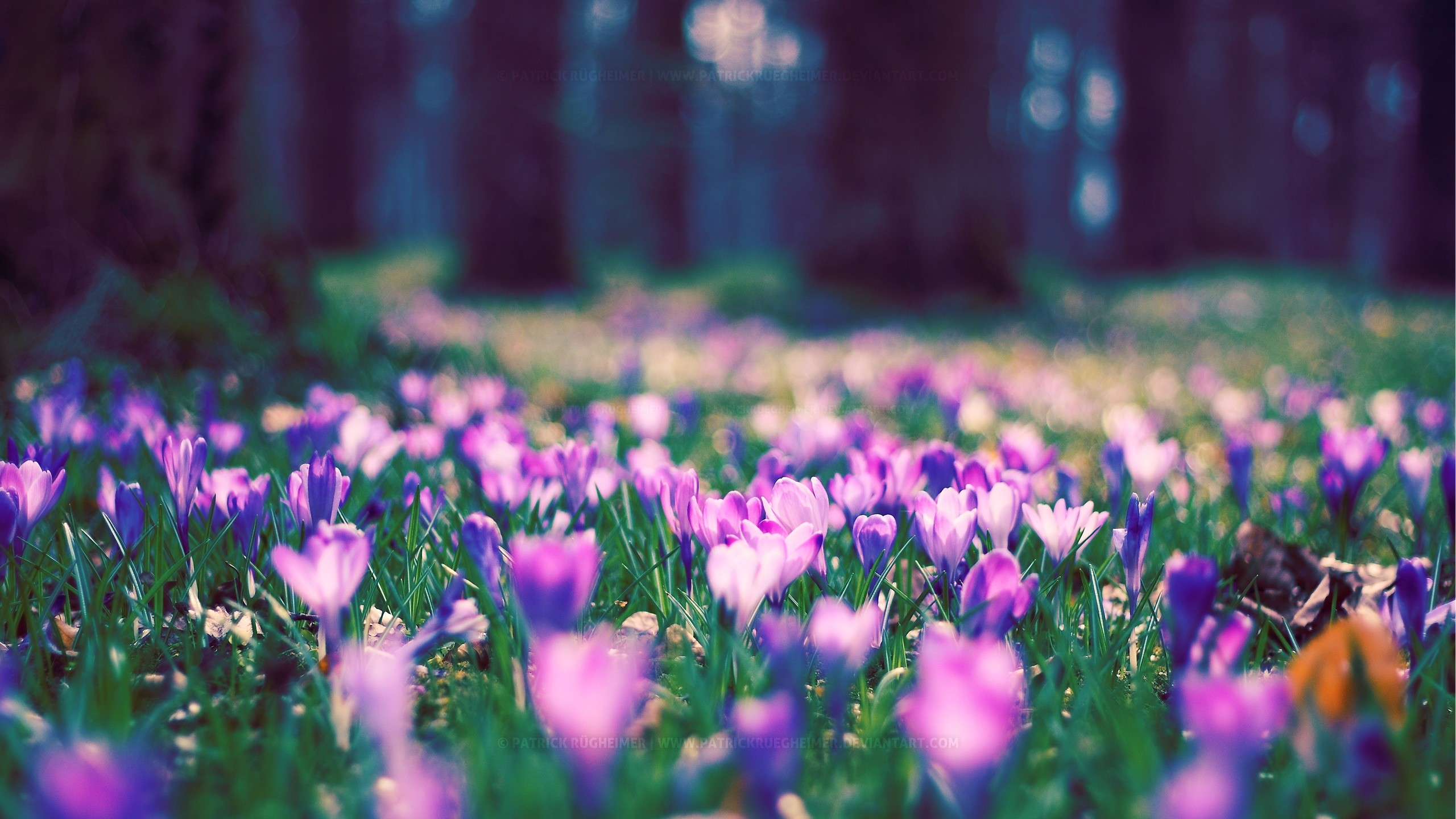 Crochi, Prato, Bosco, Viola, 2560x1440, sfondo per PC