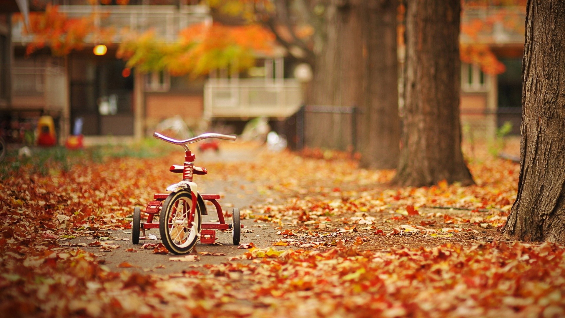 Triciclo, Foglie cadute, Bokeh, Viale, Full HD, sfondo desktop