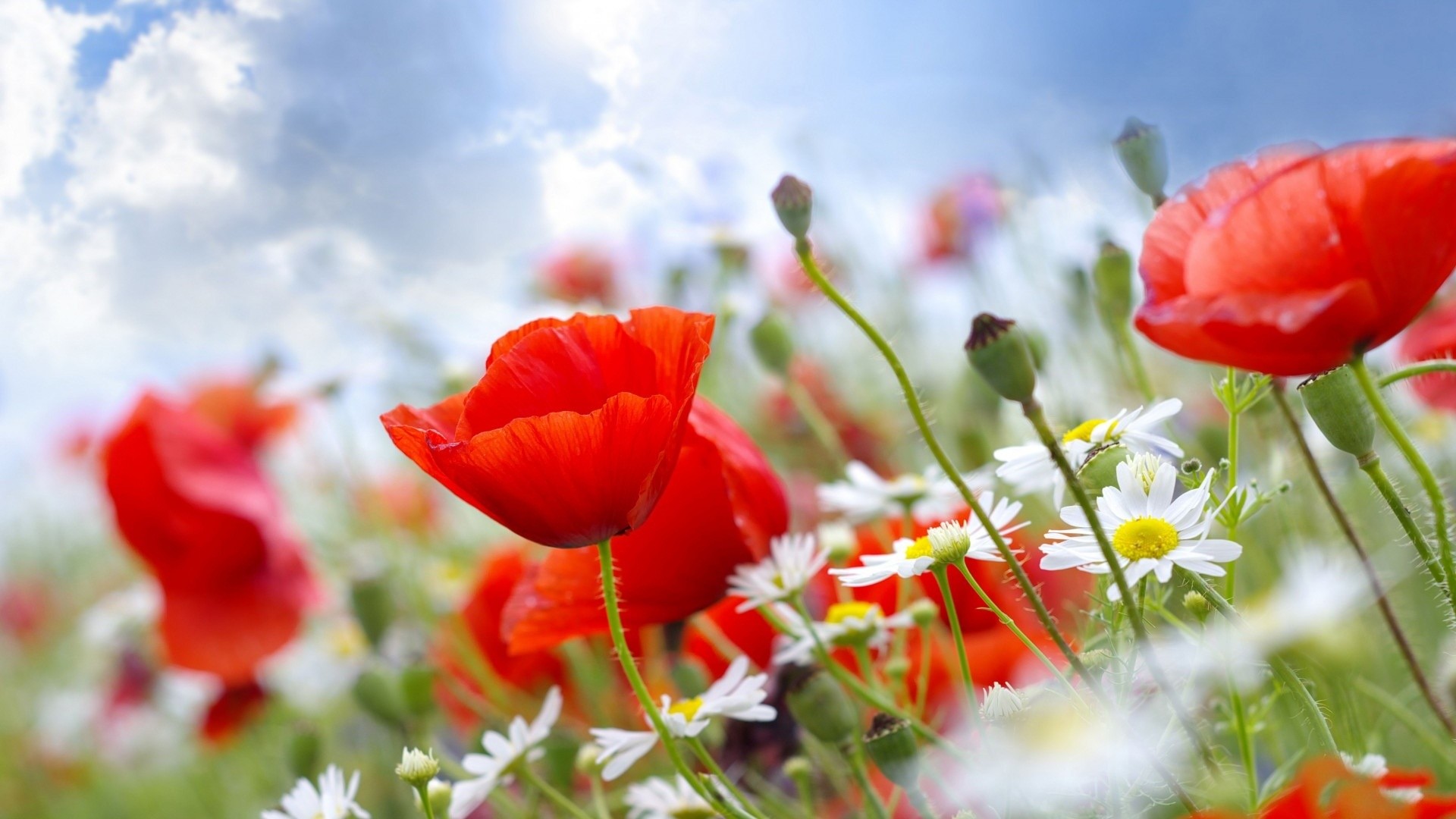 Papaveri, Margherite, Fiori di campo, Estate, 1920x1080, sfondo per PC