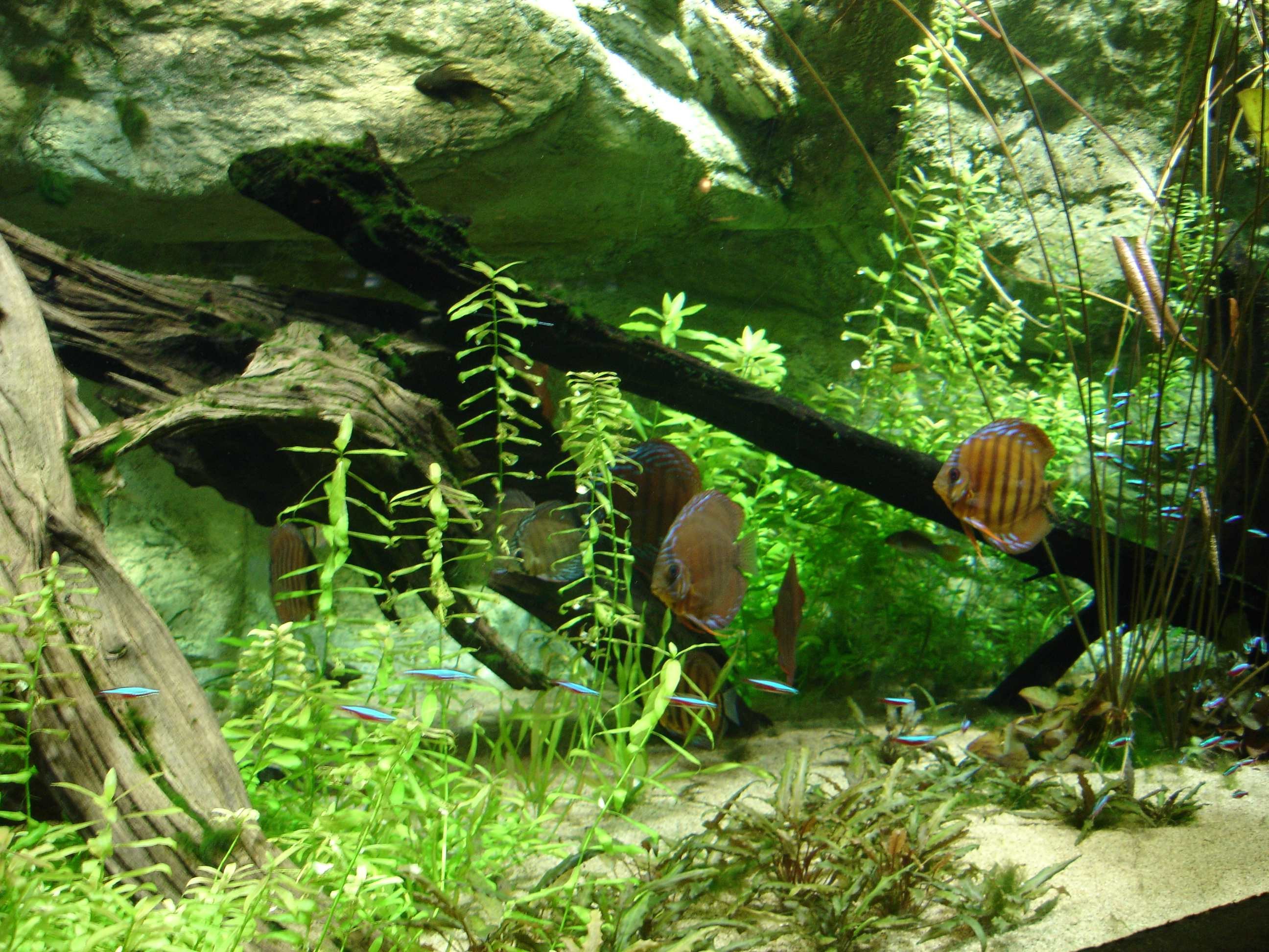 Discus, Acquario, Piante acquatiche, Radici, 2K, sfondo per iPad e tablet