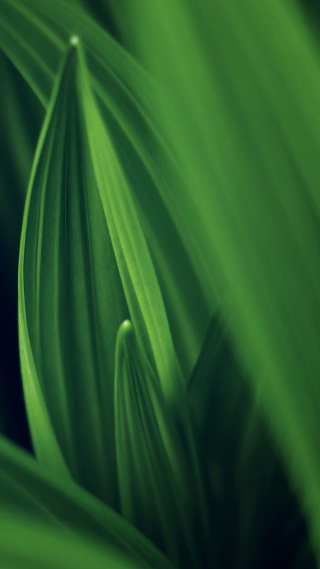 Foglie, Verde, Macro, Natura, wallpaper iPhone 6