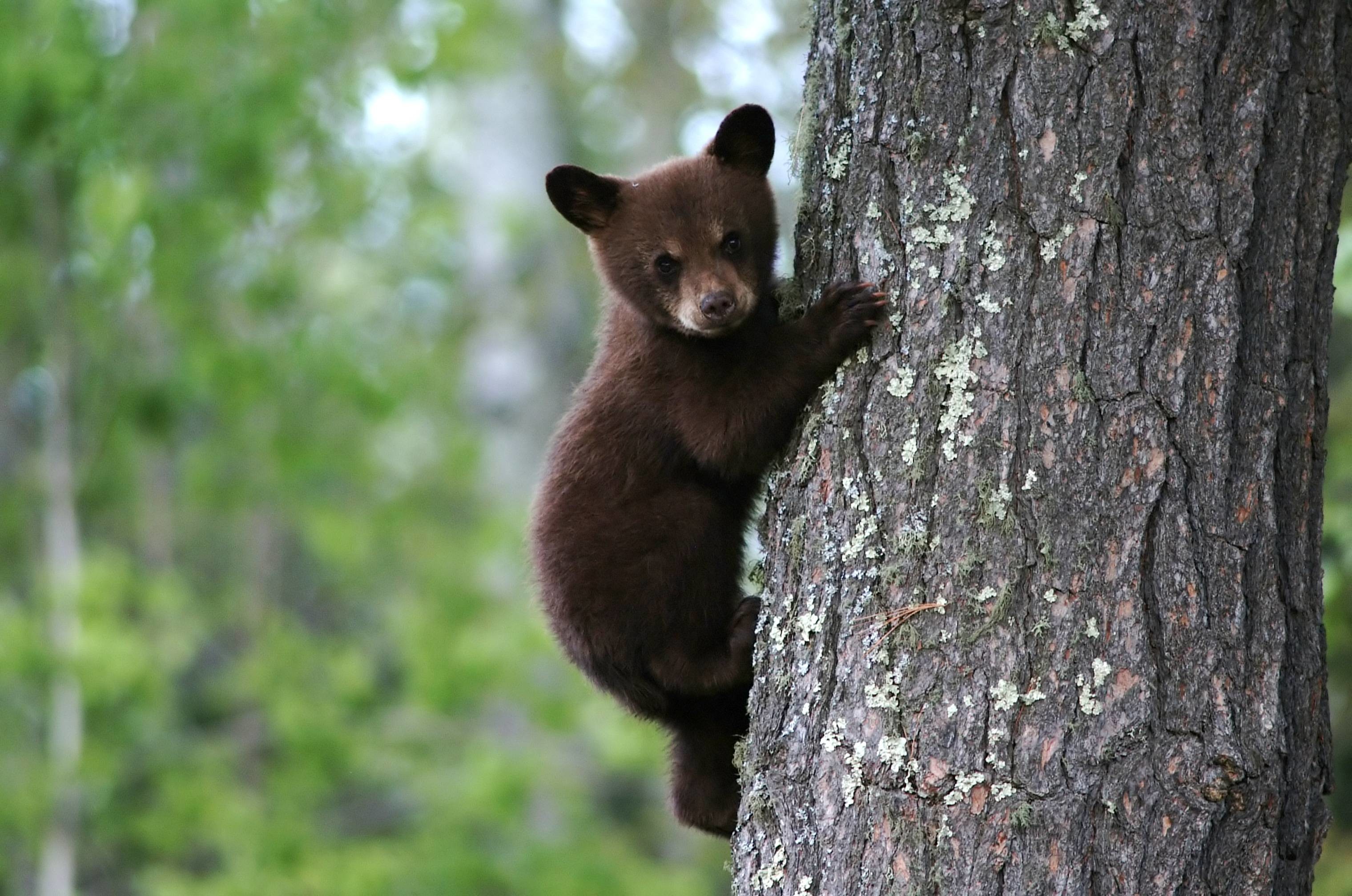 Cucciolo d'orso nero, Arrampicata, Tronco d'albero, Foresta, 2K, sfondo per portatile