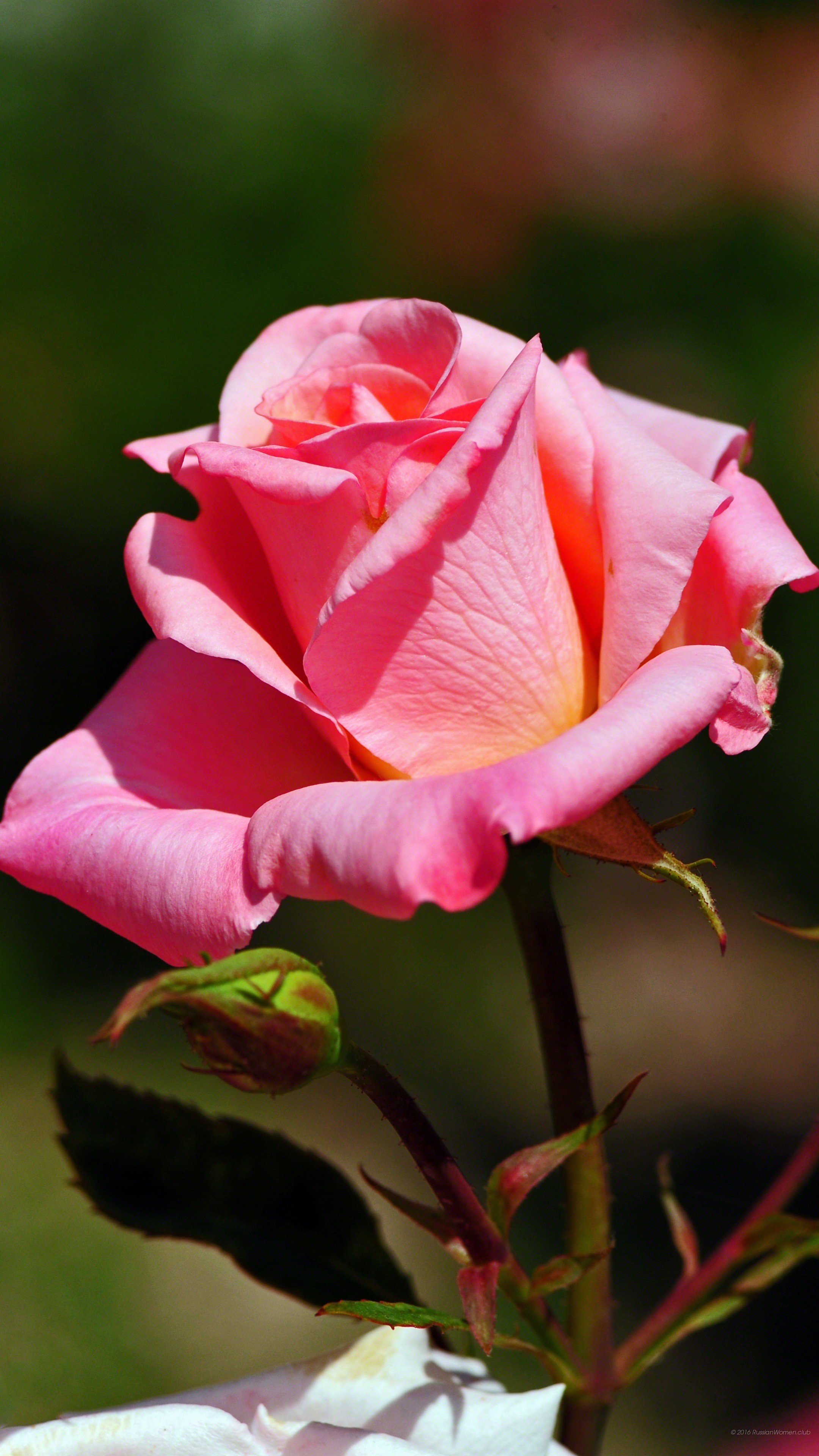 Rosa, Rosa rosa, Fiore, QHD+, sfondo per smartphone