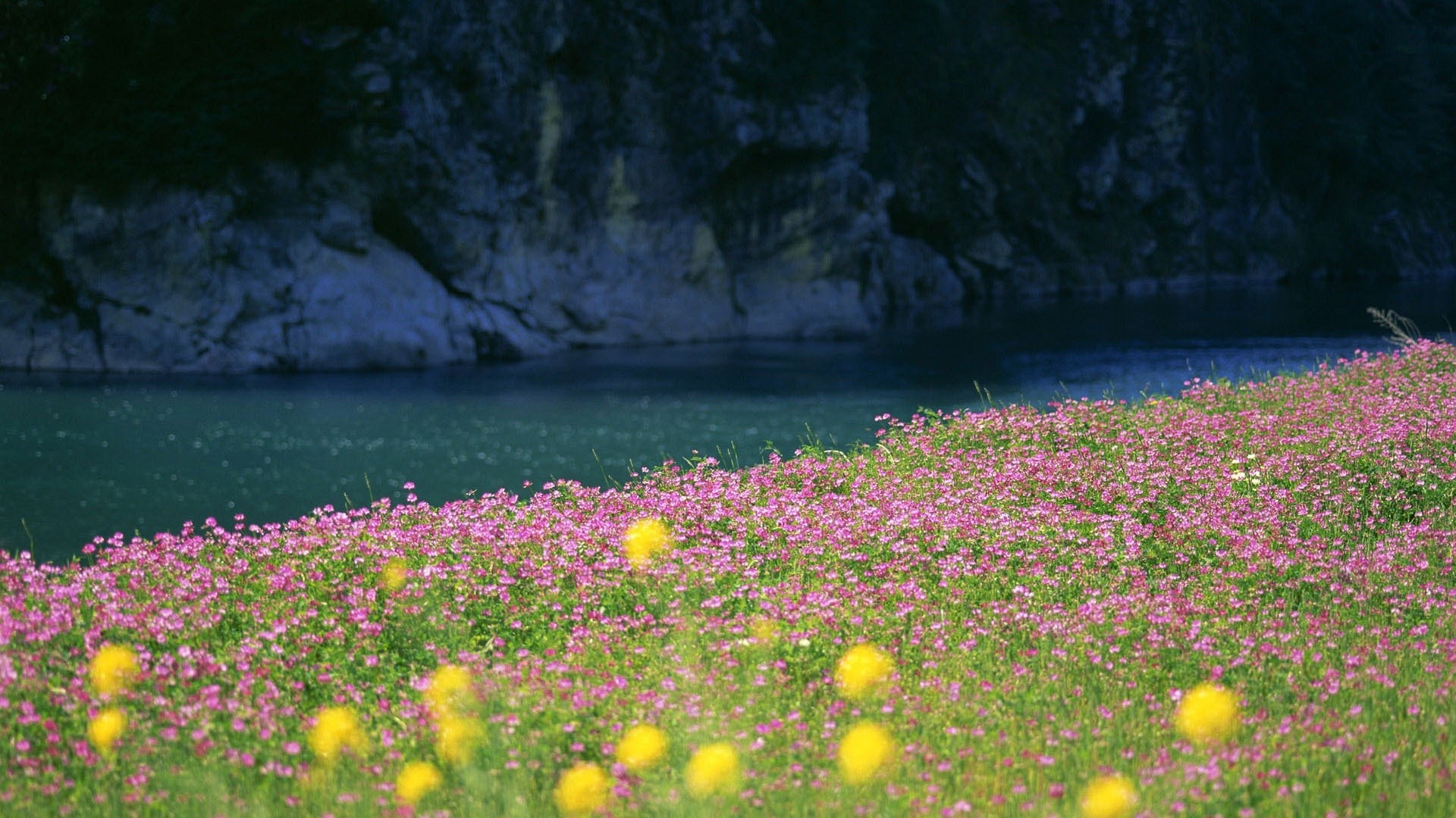 Prato fiorito, Fiume, Fiori rosa, Fiori gialli, 16:9 Full HD, sfondo widescreen