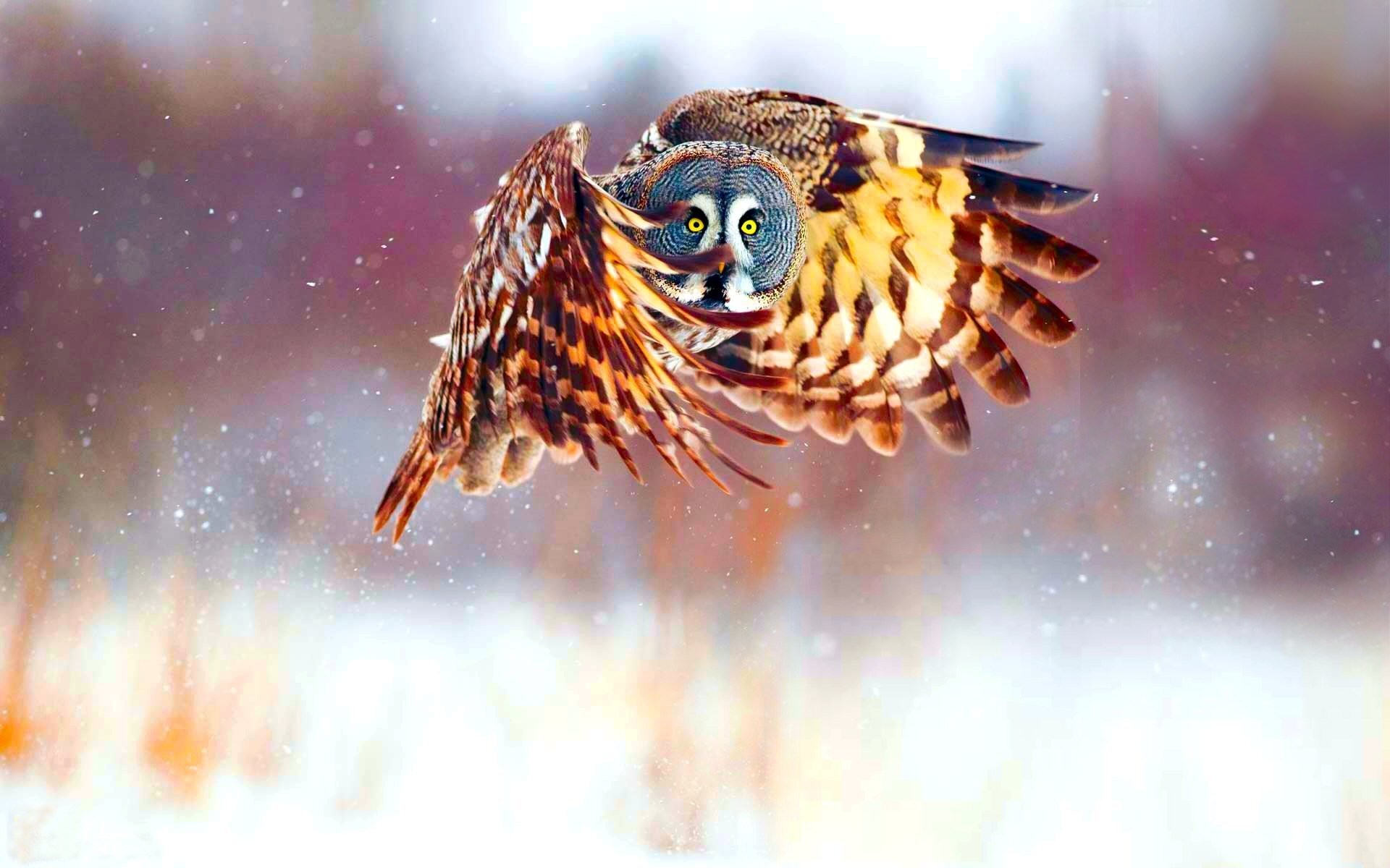 Gufo di palude, Volo, Ali spiegate, Inverno, 1920x1200, sfondo per PC