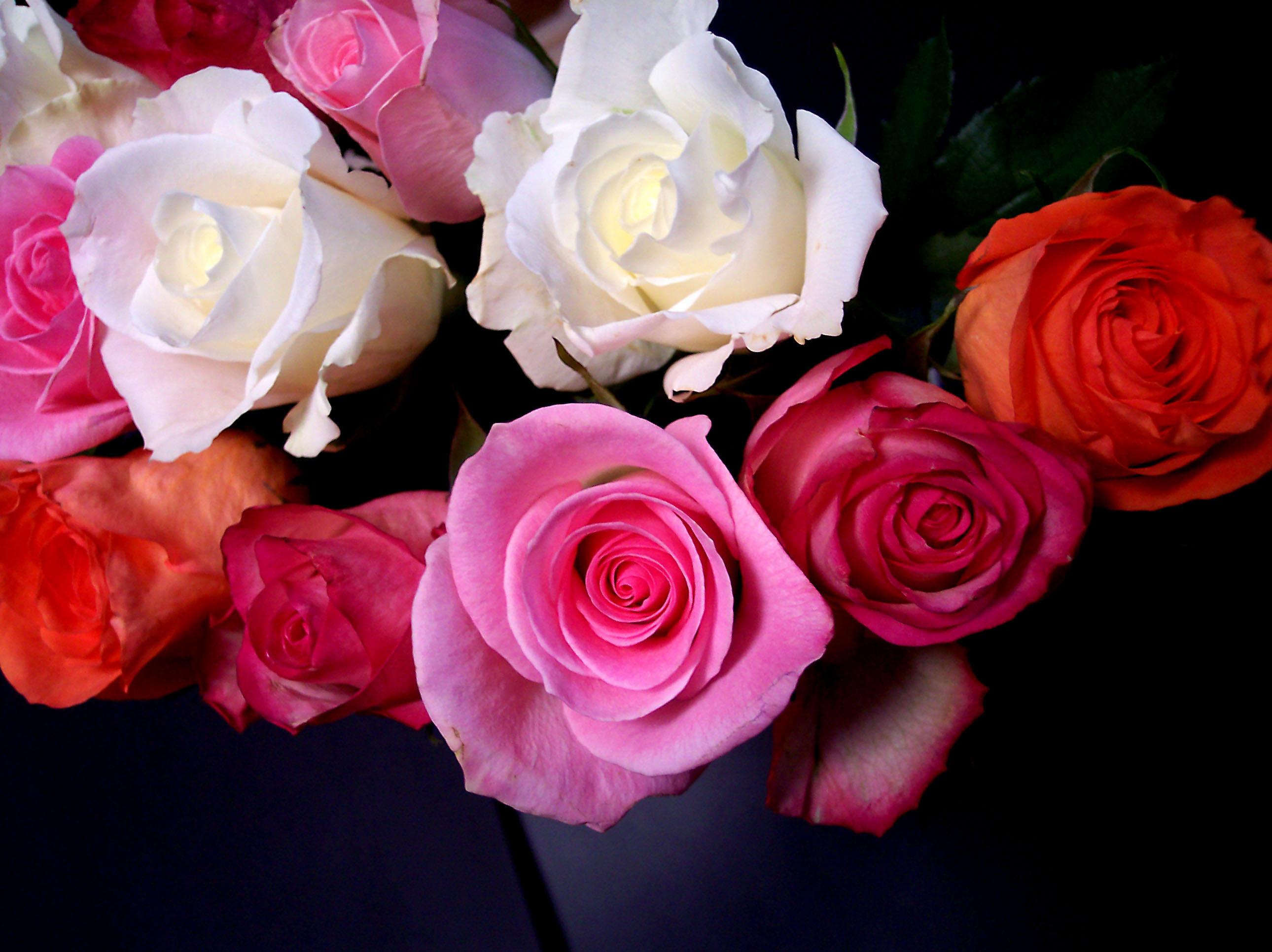 Rose colorate, Mazzo, Rose bianche, Rose rosa, Sfondo scuro, 2K, schermata di blocco iPad