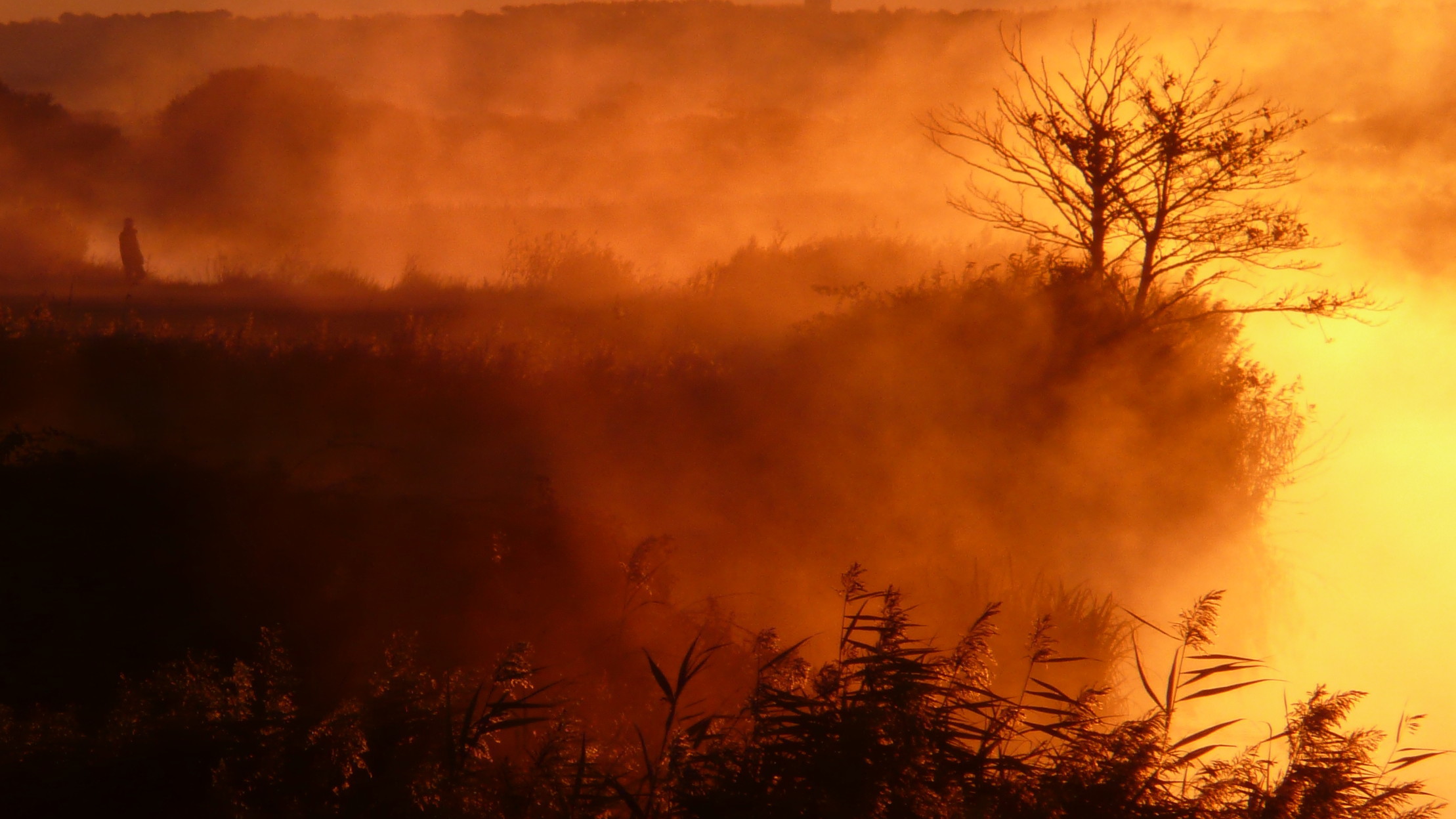 Nebbia, Alba, Albero, Luce arancione, Full HD, sfondo per PC e portatile