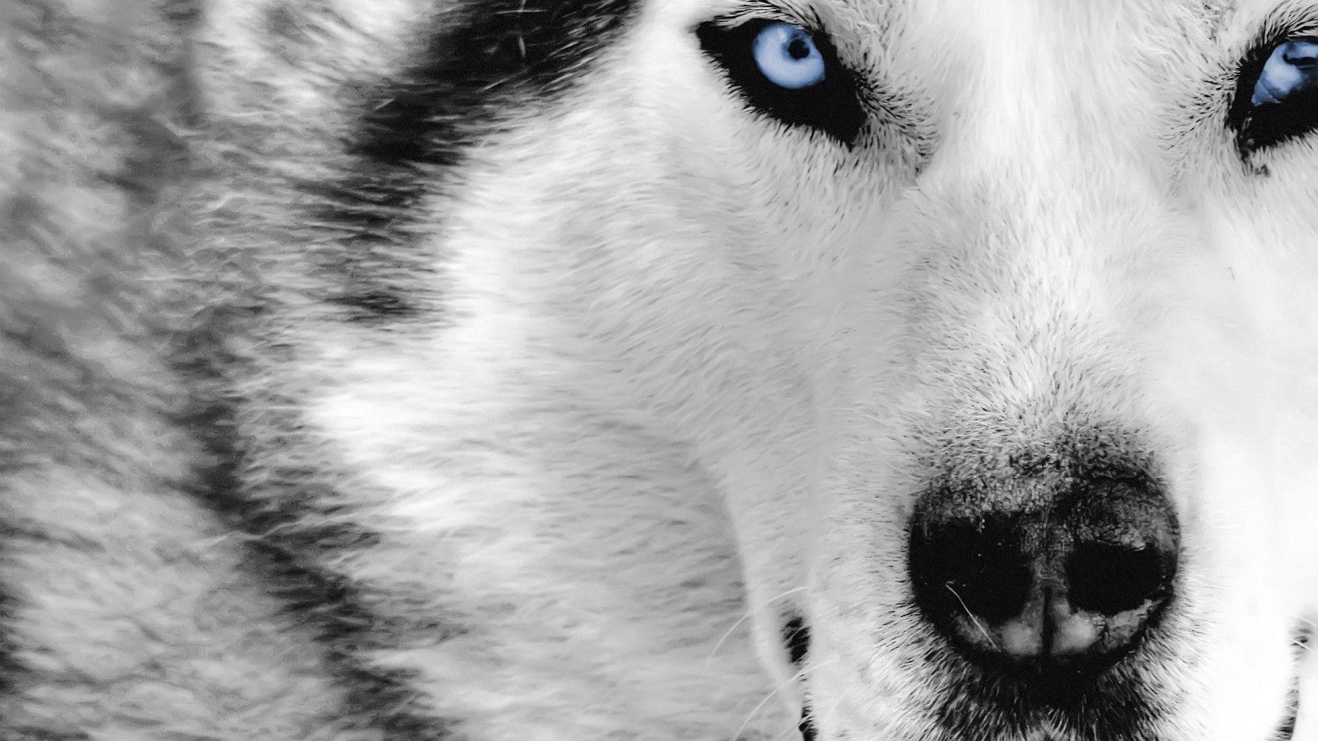 Husky siberiano, Occhi azzurri, Primo piano, 1920x1080, sfondo per PC