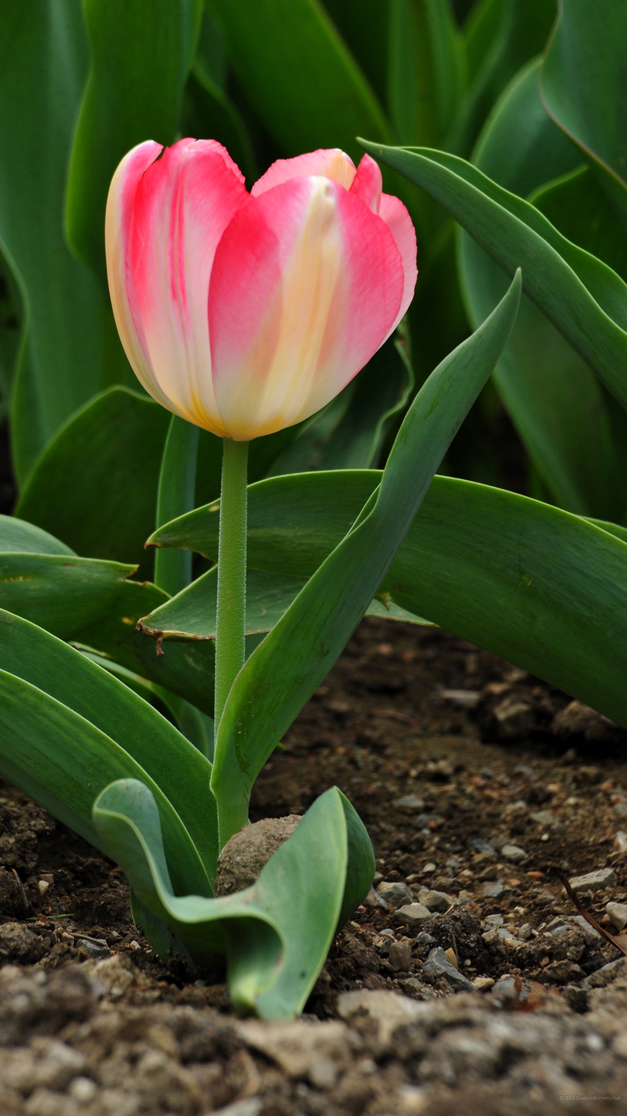 Tulipano rosa, Germoglio, Terra, Primo piano, sfondo per iPhone e Android