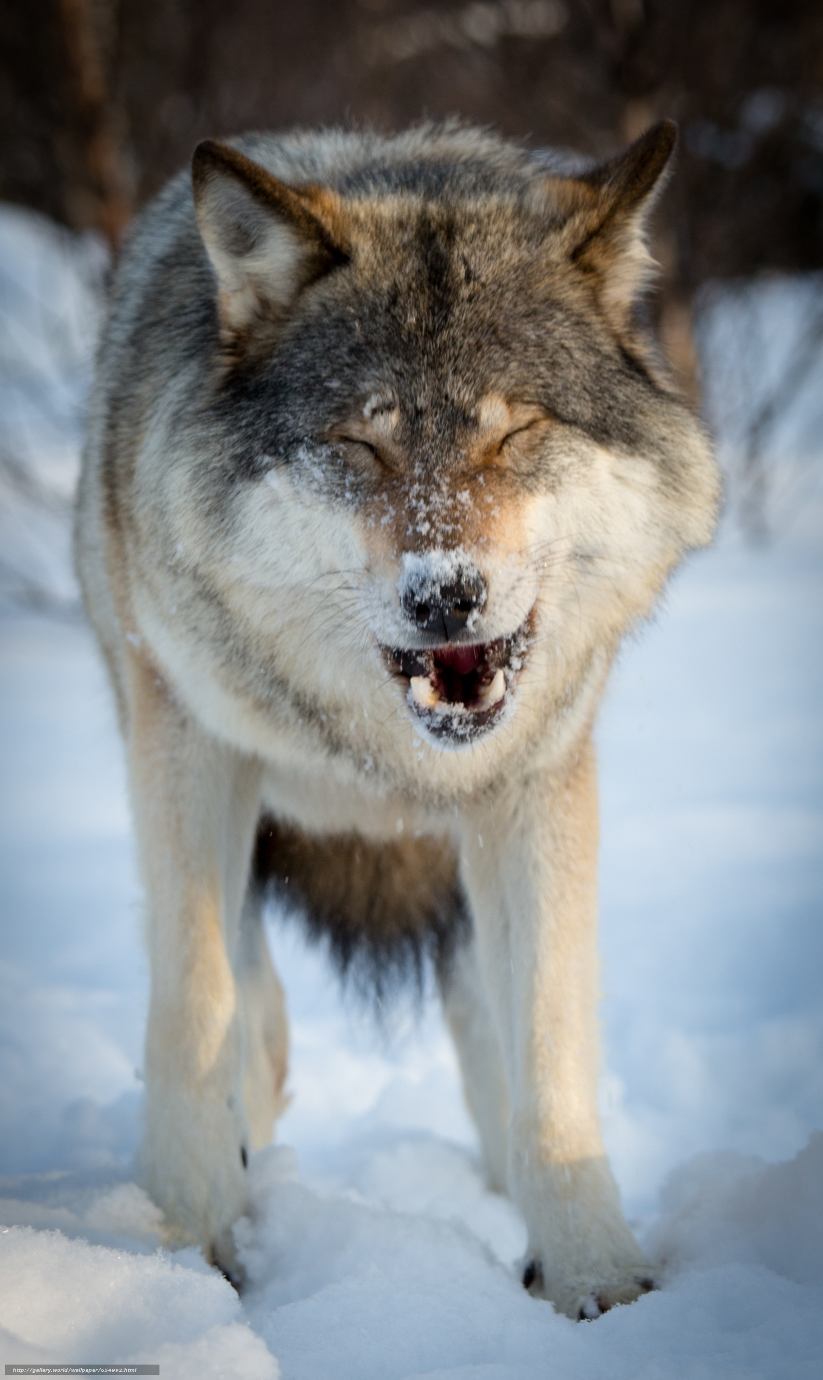 Lupo, Neve, Ringhio, Inverno, QHD+, wallpaper per smartphone