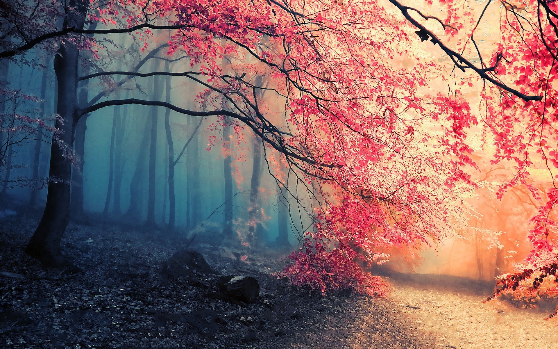 Bosco autunnale, Foglie rosa, Nebbia, Sentiero, Autunno, Full HD, sfondo desktop