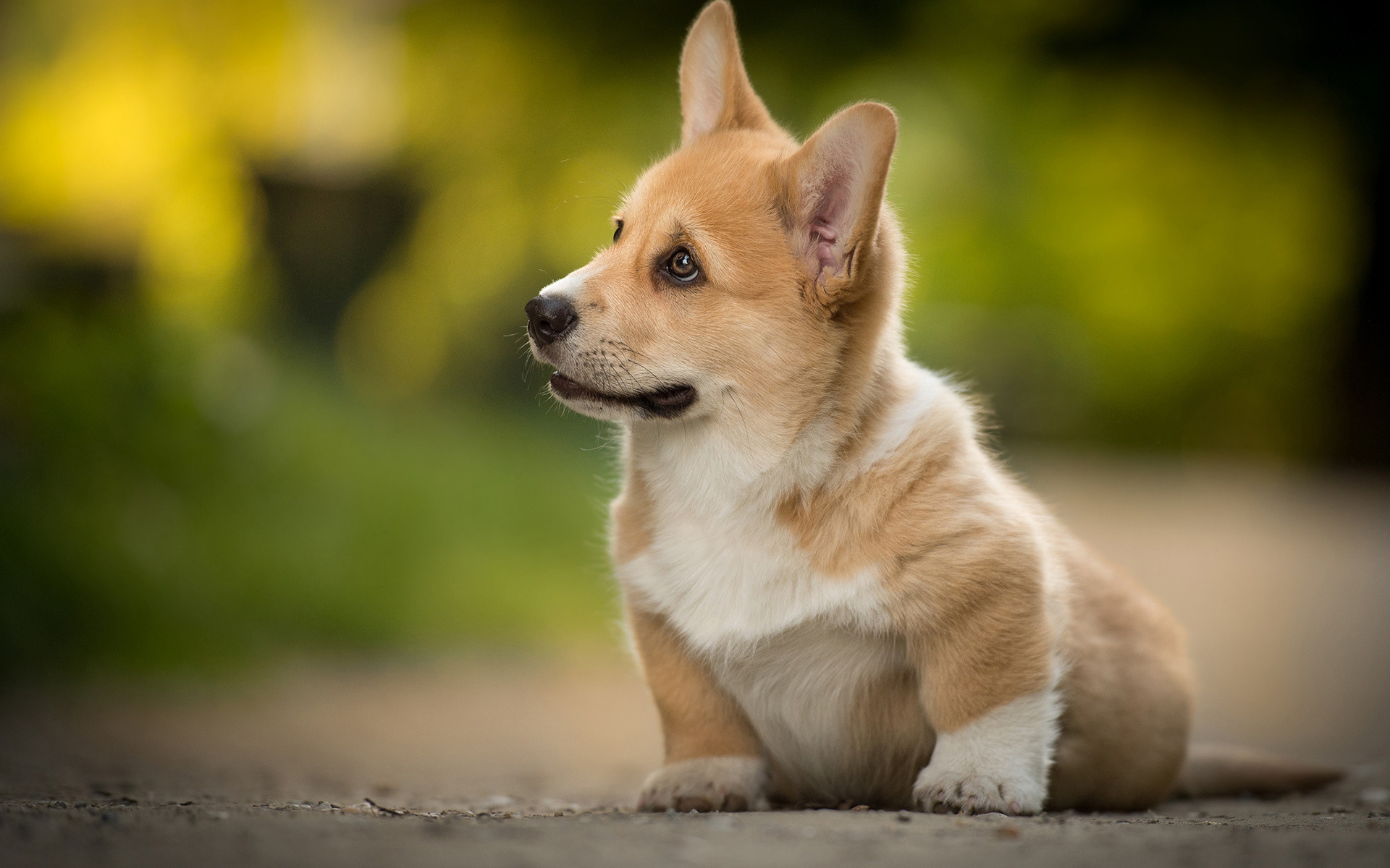 Cucciolo di Corgi, Welsh Corgi Pembroke, Bokeh, Tenero, Full HD, sfondo Windows 11
