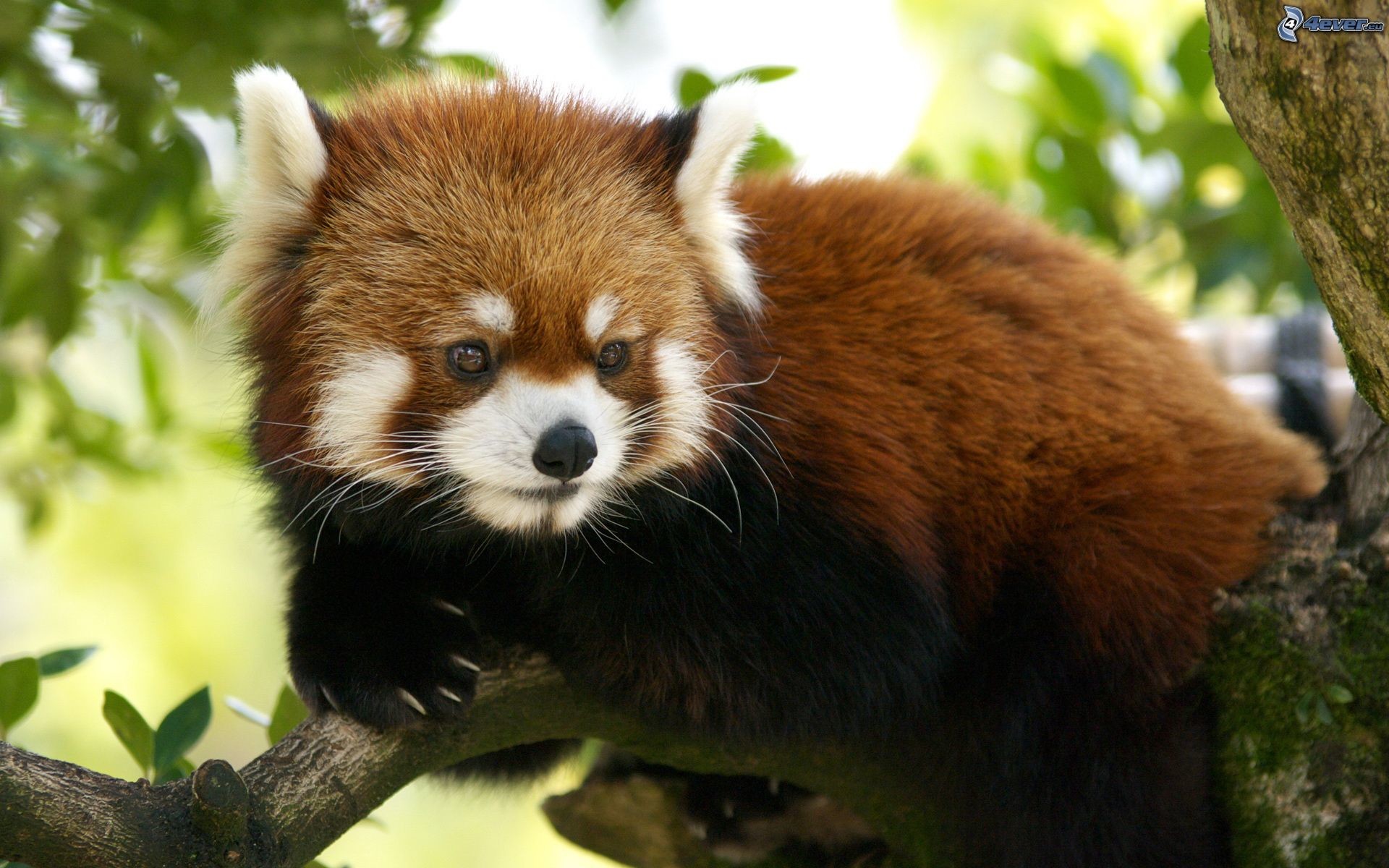 Panda rosso, Ramo, Foglie, 1920x1200, sfondo per PC