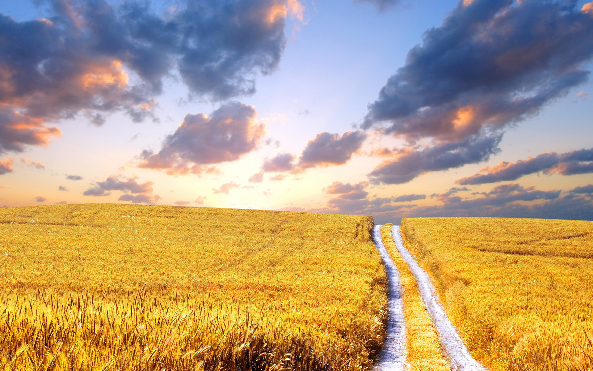Campo di grano, Sentiero, Tramonto, Nuvole, Full HD, sfondo per PC