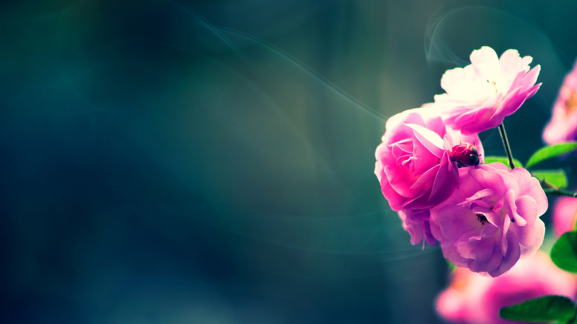 Rose rosa, Sfondo verde scuro, Fiori, Primo piano, Bokeh, Full HD, wallpaper per computer