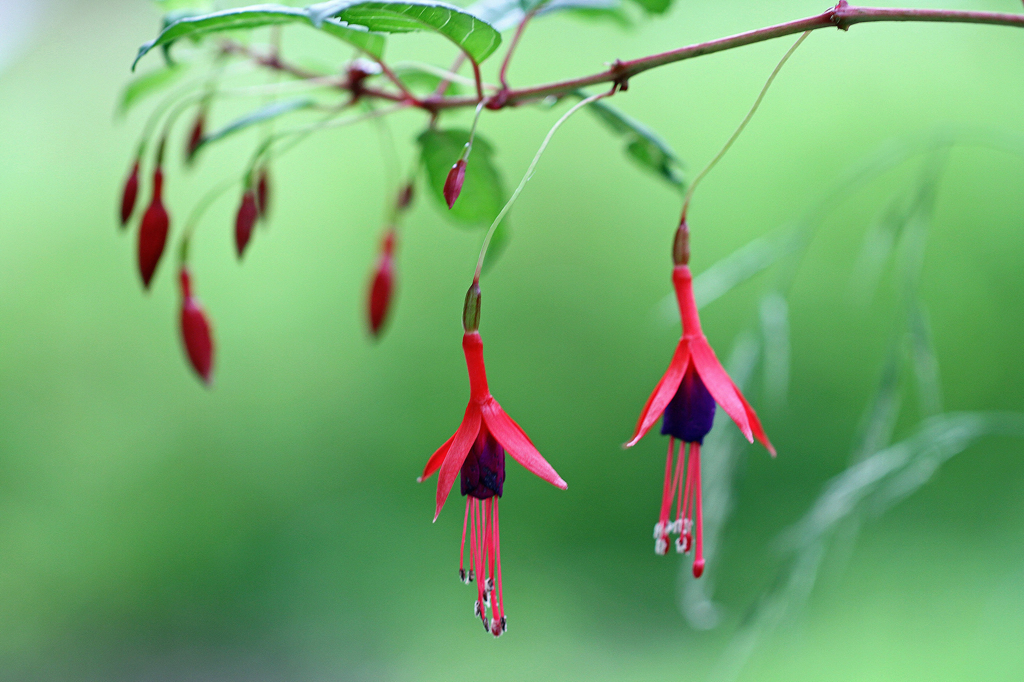 Fucsia, Fiori, Sfondo verde, Bokeh, Full HD, wallpaper per PC