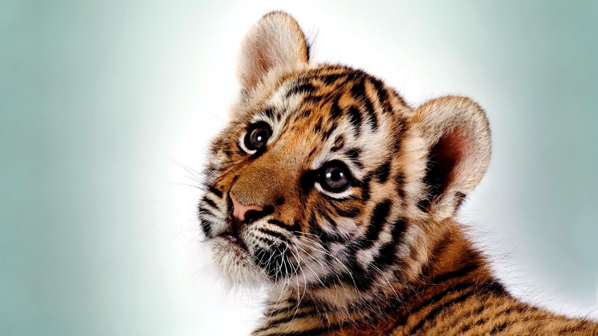 Cucciolo di tigre, Tigre, Primo piano, Tenerezza, Full HD, sfondo per portatile