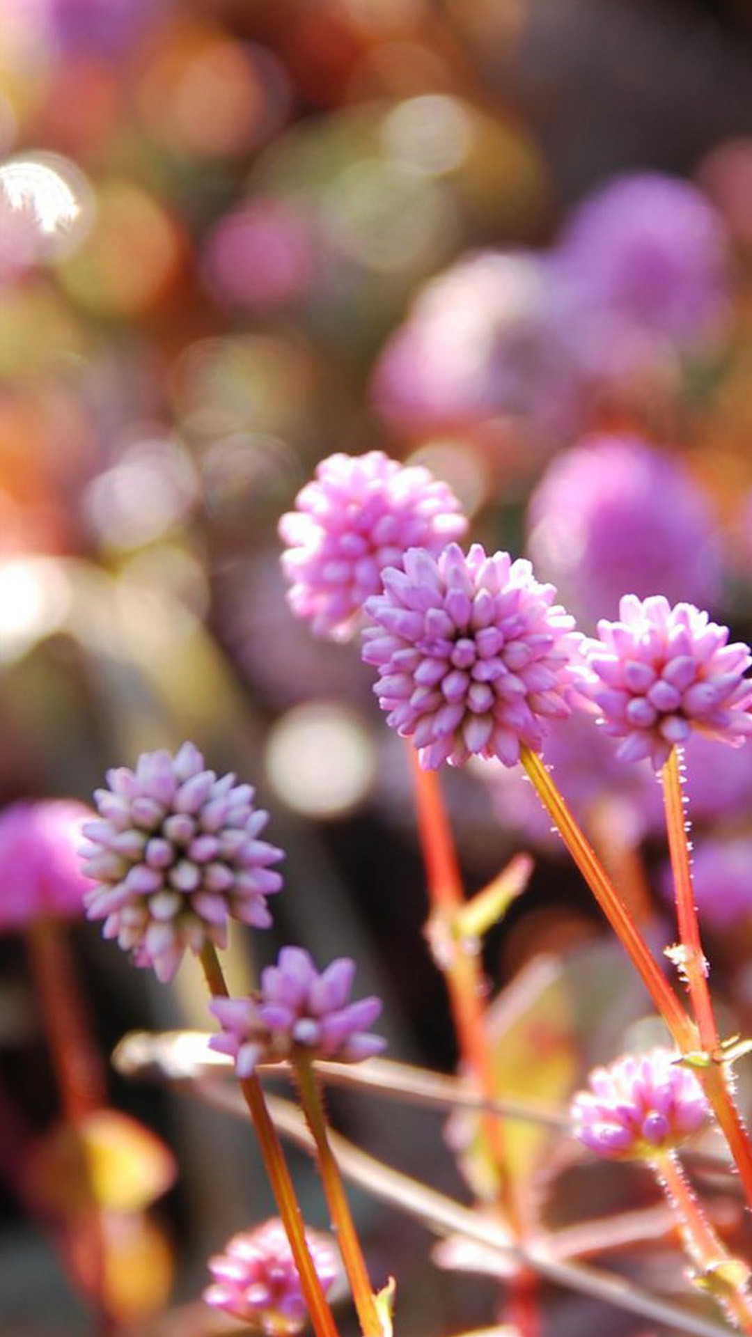 Gomphrena, Fiori viola, Bokeh, Full HD, schermata di blocco iPhone