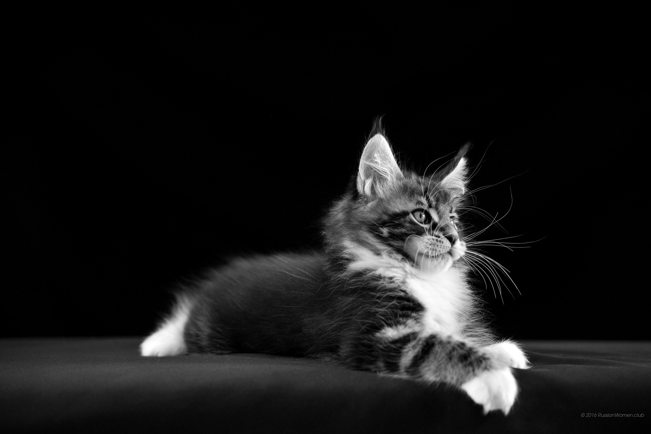 Gattino, Gatto, Bianco e nero, sfondo per il tuo tablet