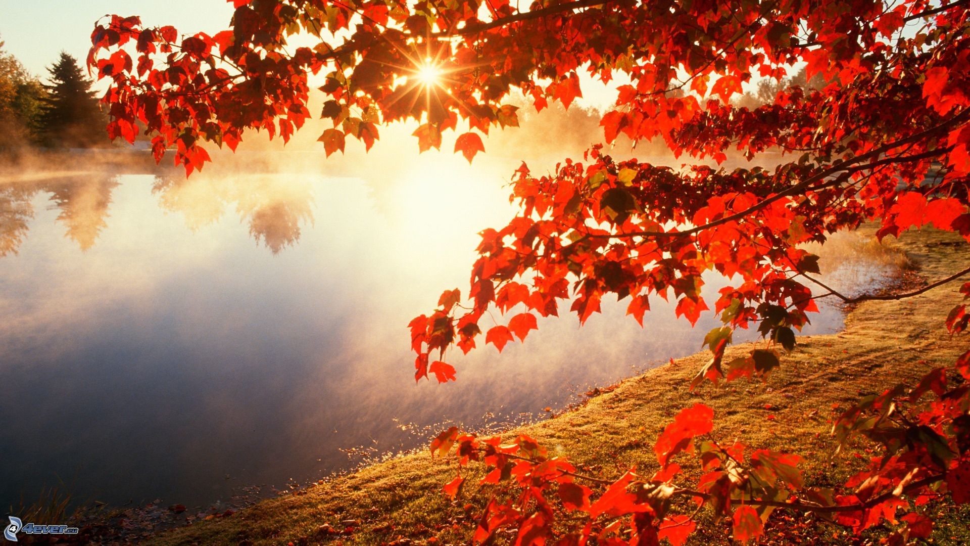 Foglie rosse, Lago, Nebbia, Controluce, 16:9 Full HD, sfondo widescreen