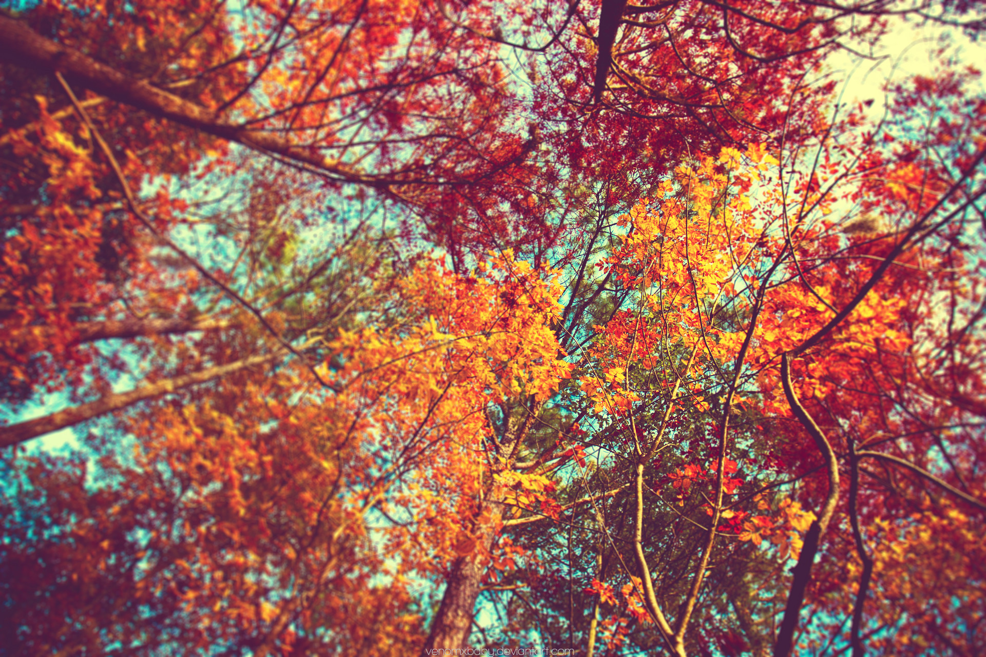 Chiome degli alberi, Vista dal basso, Foglie rosse, Foglie gialle, sfondo desktop Full HD