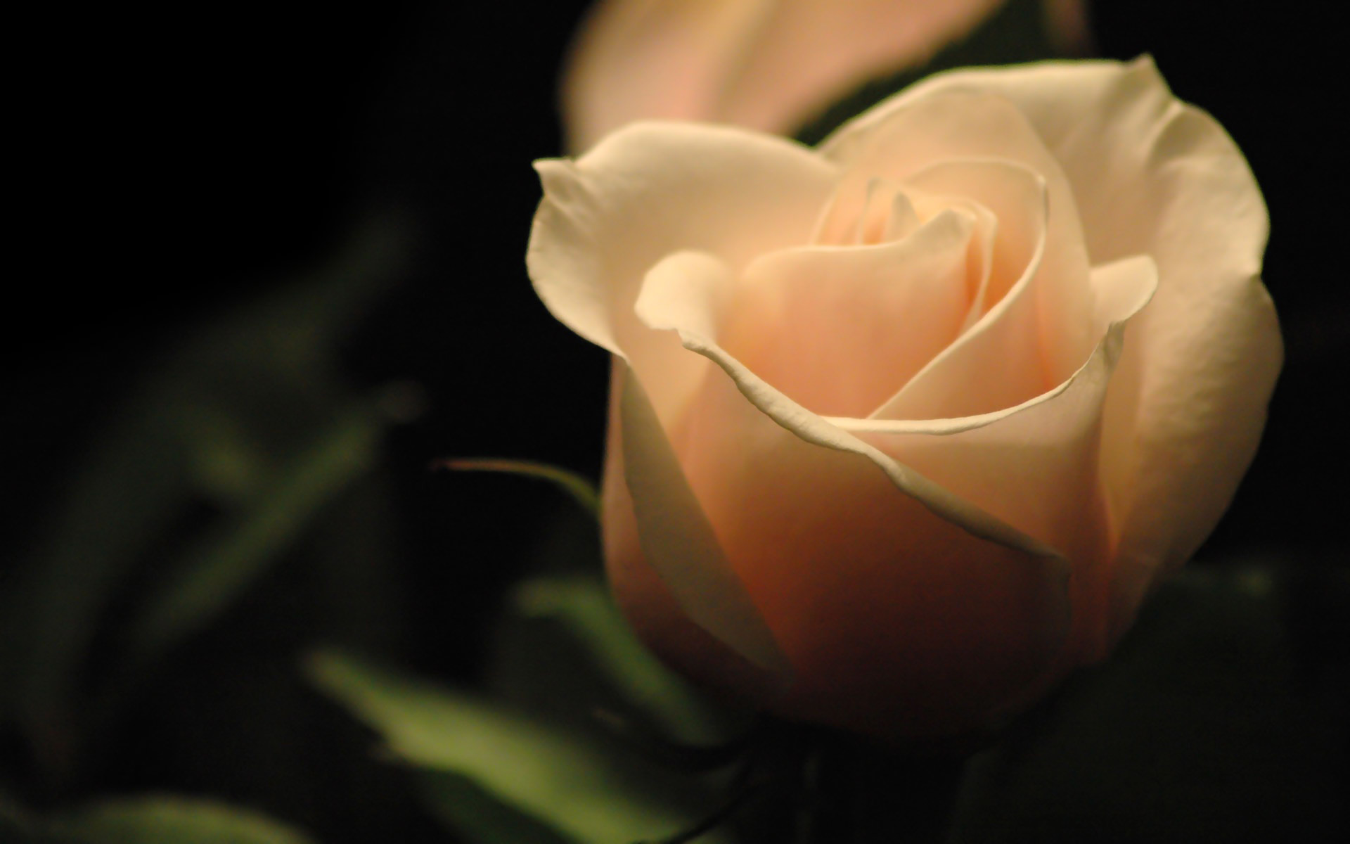 Rosa, Fiore, Pesca, Sfondo scuro, wallpaper per desktop