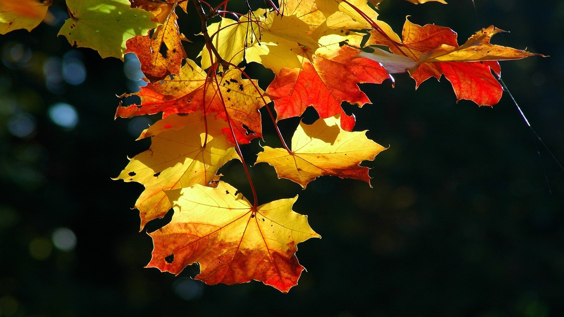 Foglie d'acero, Giallo e rosso, Controluce, Autunno, Full HD, sfondo per desktop