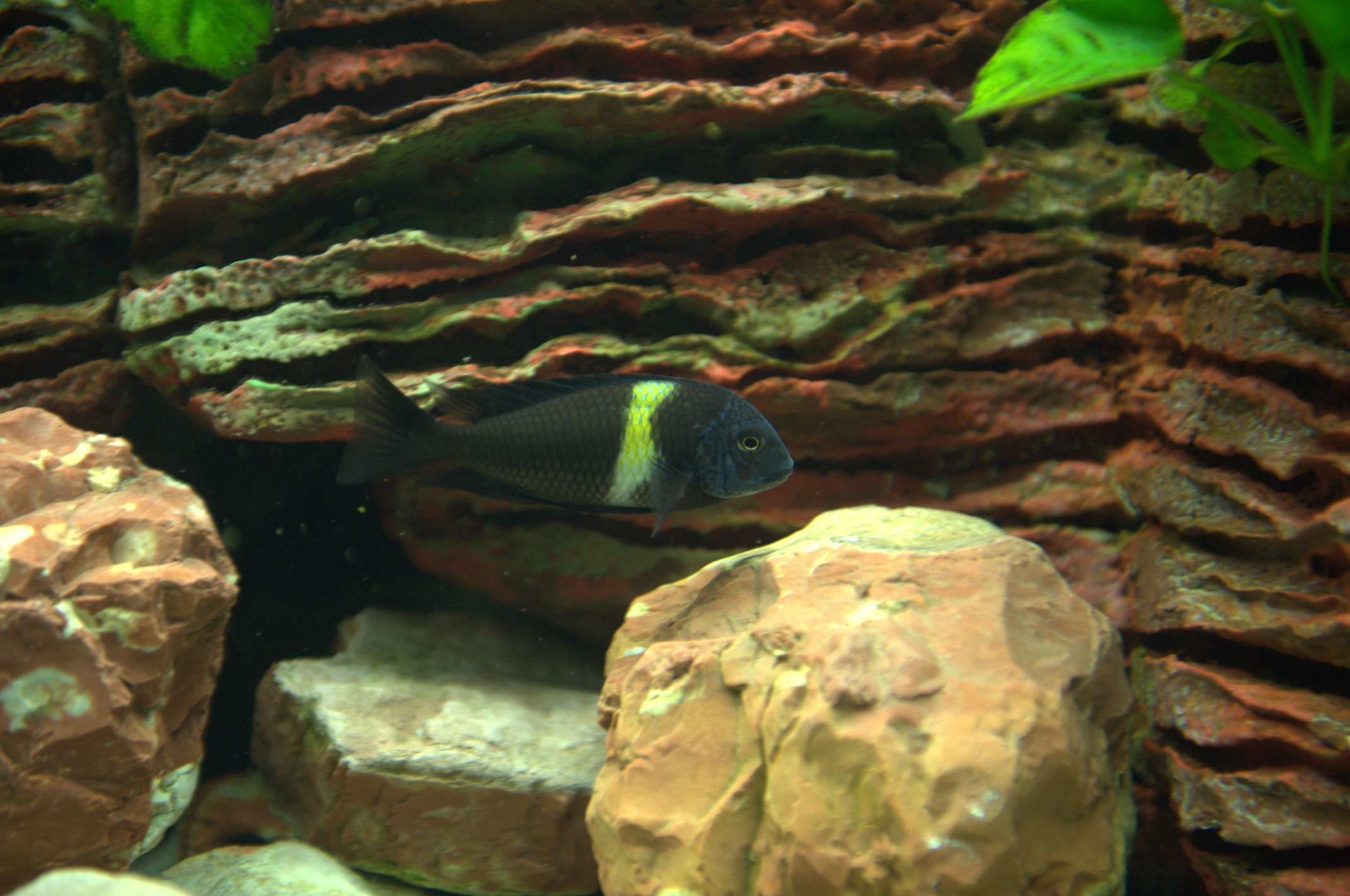 Acquario, Rocce, Ciclide, Sfondo roccioso, Full HD, wallpaper desktop