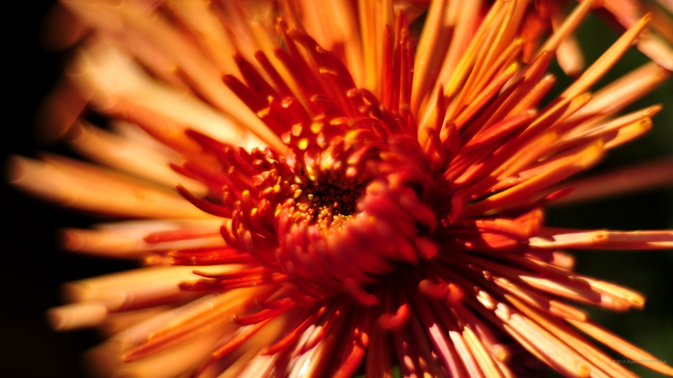 Crisantemo, Fiore arancione, Macro, sfondo per il tuo desktop