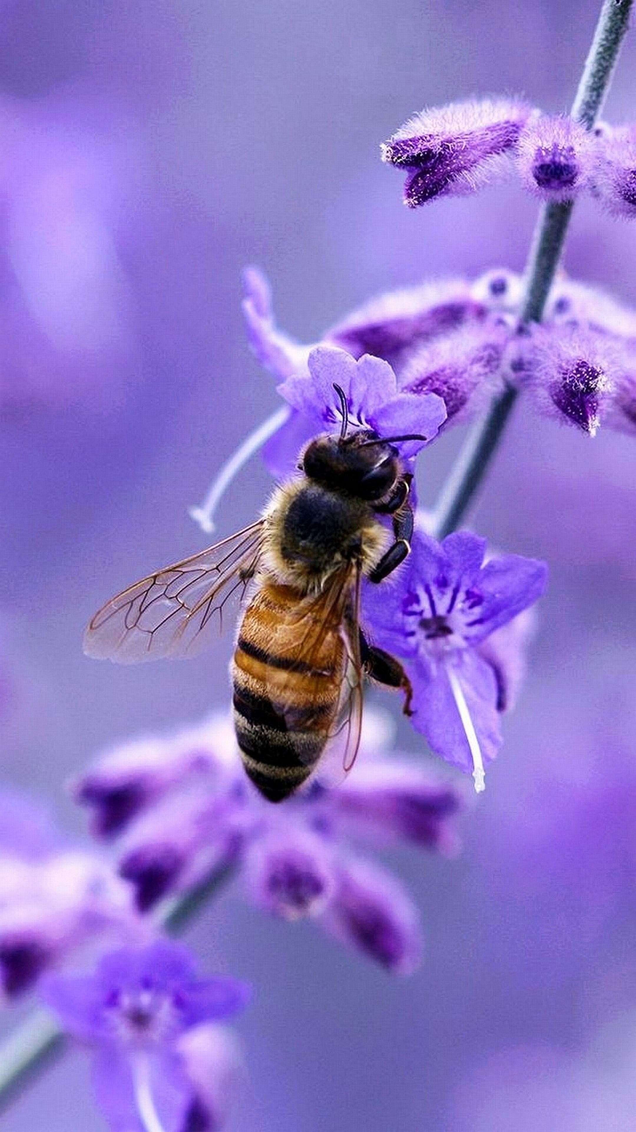 Ape, Lavanda, Macro, Viola, sfondo per iPhone e Android