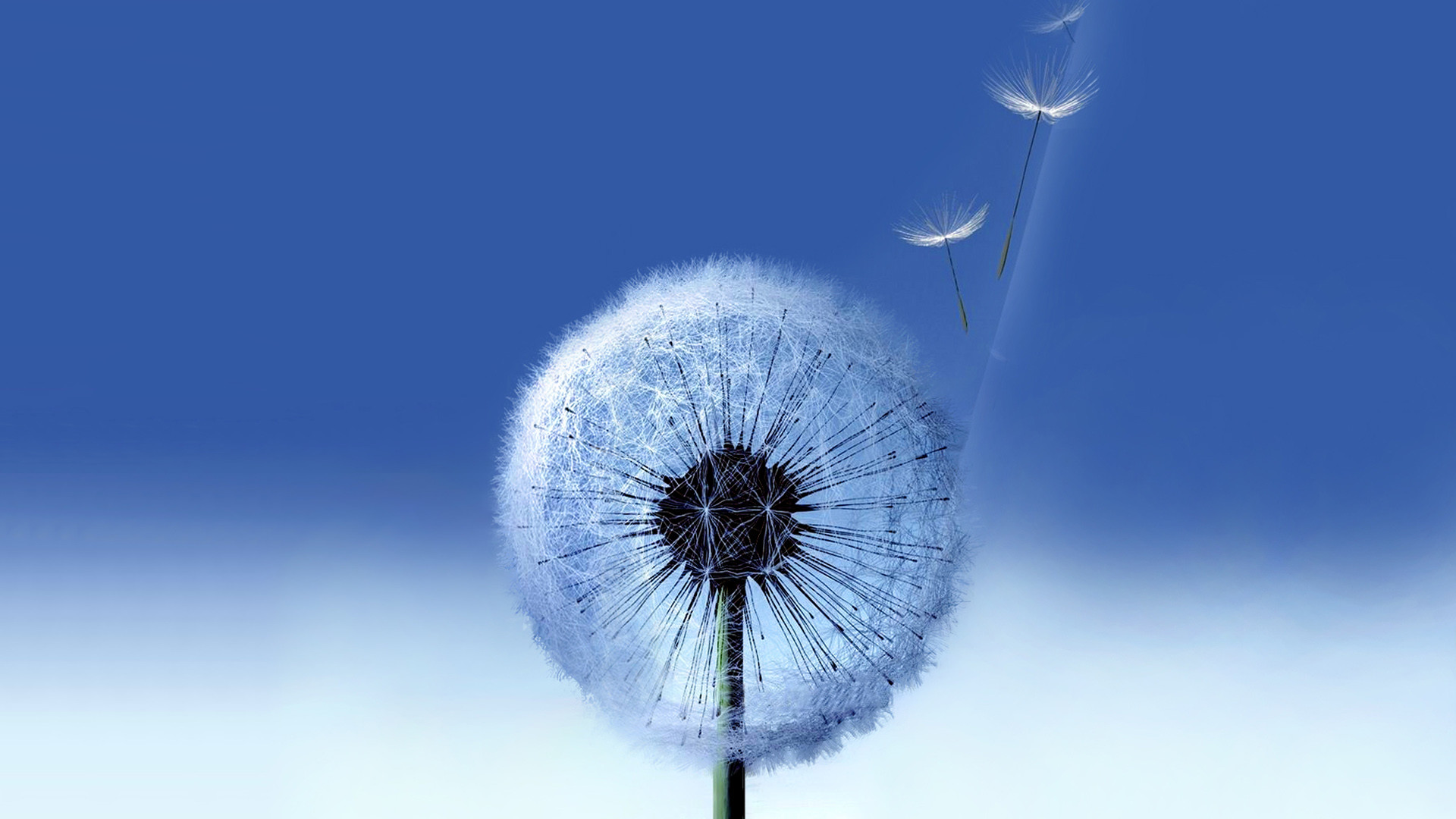 Galaxy S3, Soffione, Tarassaco, Sfondo blu, wallpaper Samsung Galaxy