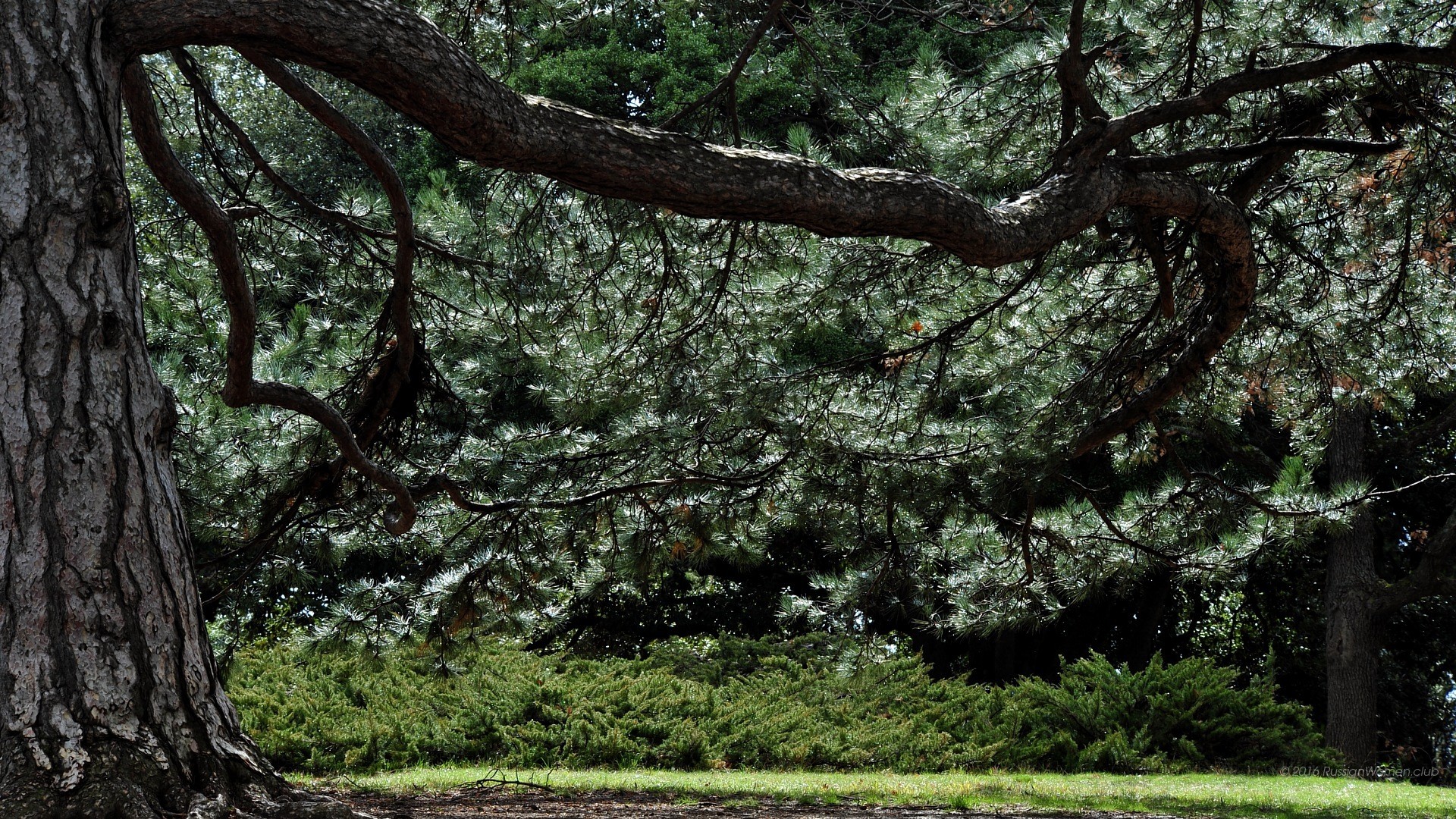 Pino, Parco, Rami, Verde, 16:9 Full HD, sfondo widescreen