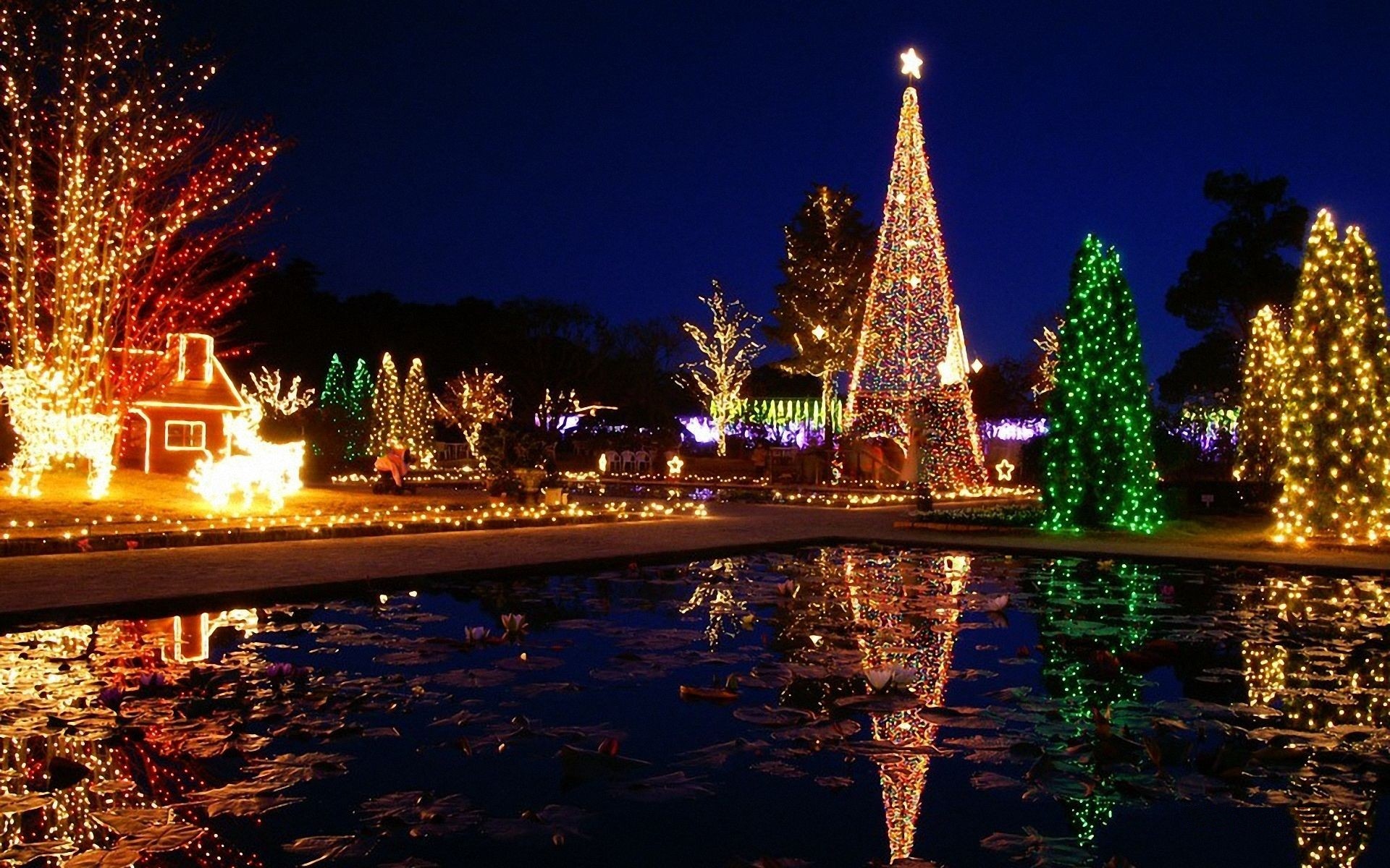 Luminarie, Alberi luminosi, Riflesso, Notte, 16:10 Full HD, sfondo widescreen