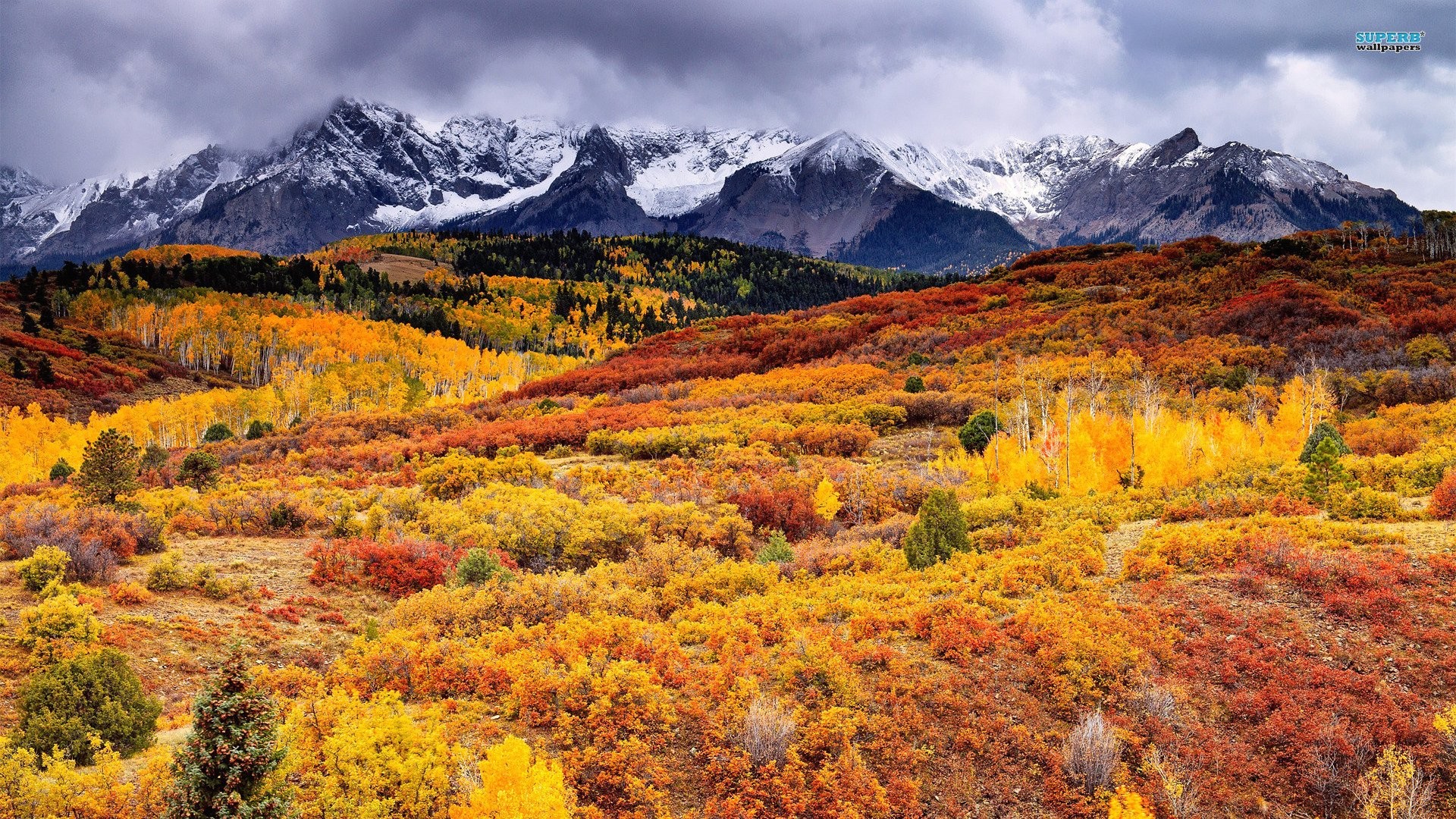 Colorado, Montagne Rocciose, Foliage, Vette innevate, 16:9 Full HD, sfondo widescreen
