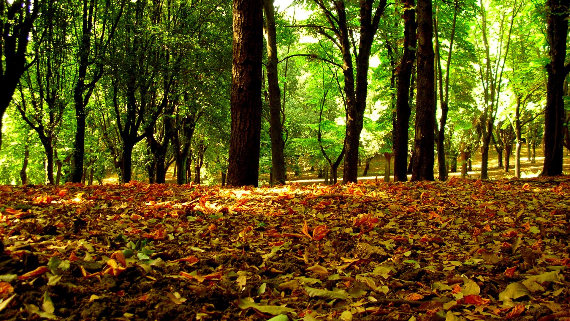 Bosco, Foglie cadute, Autunno, Luce del sole, 16:9 Full HD, wallpaper widescreen