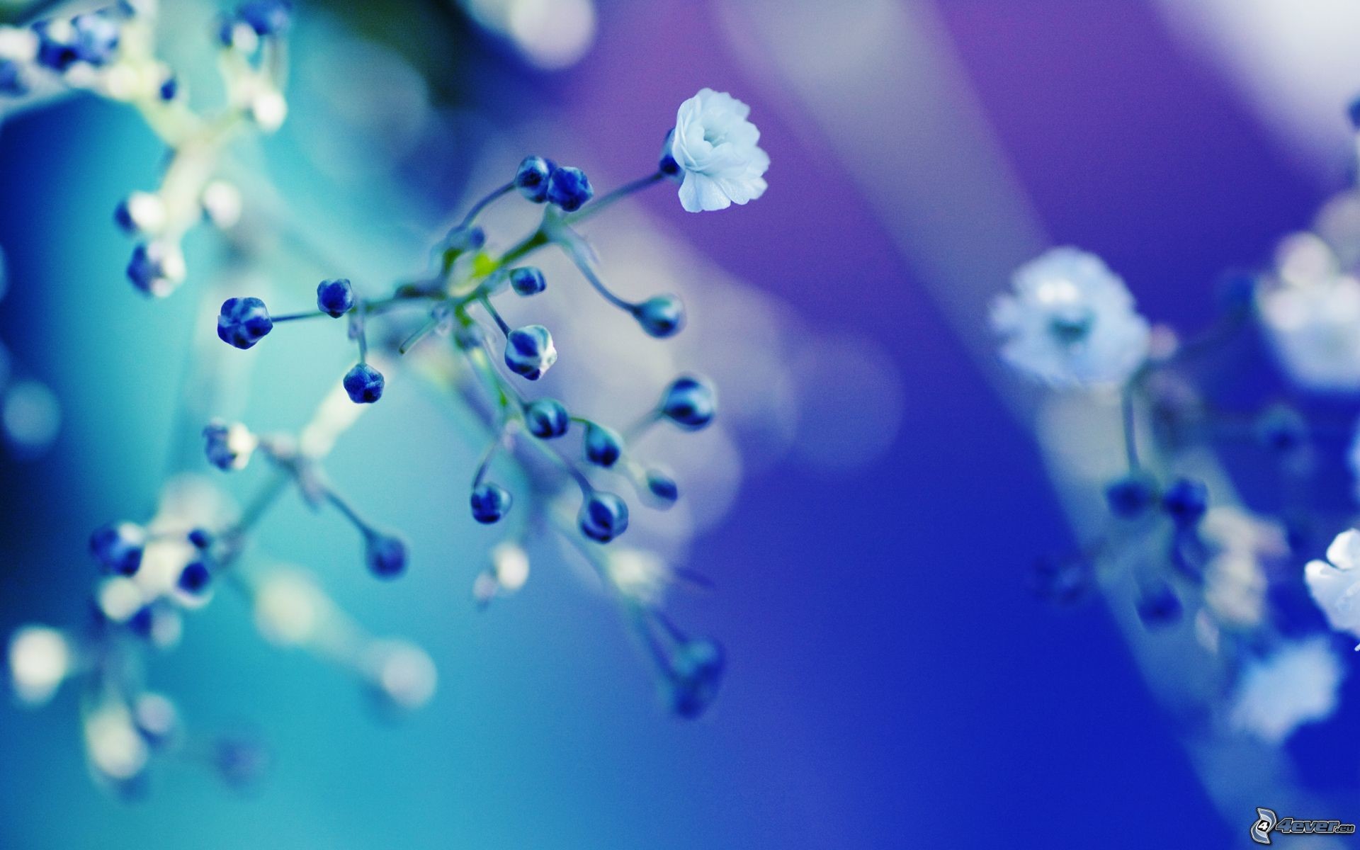 Gipsofila, Fiori blu, Sfocato, Macro, wallpaper per desktop