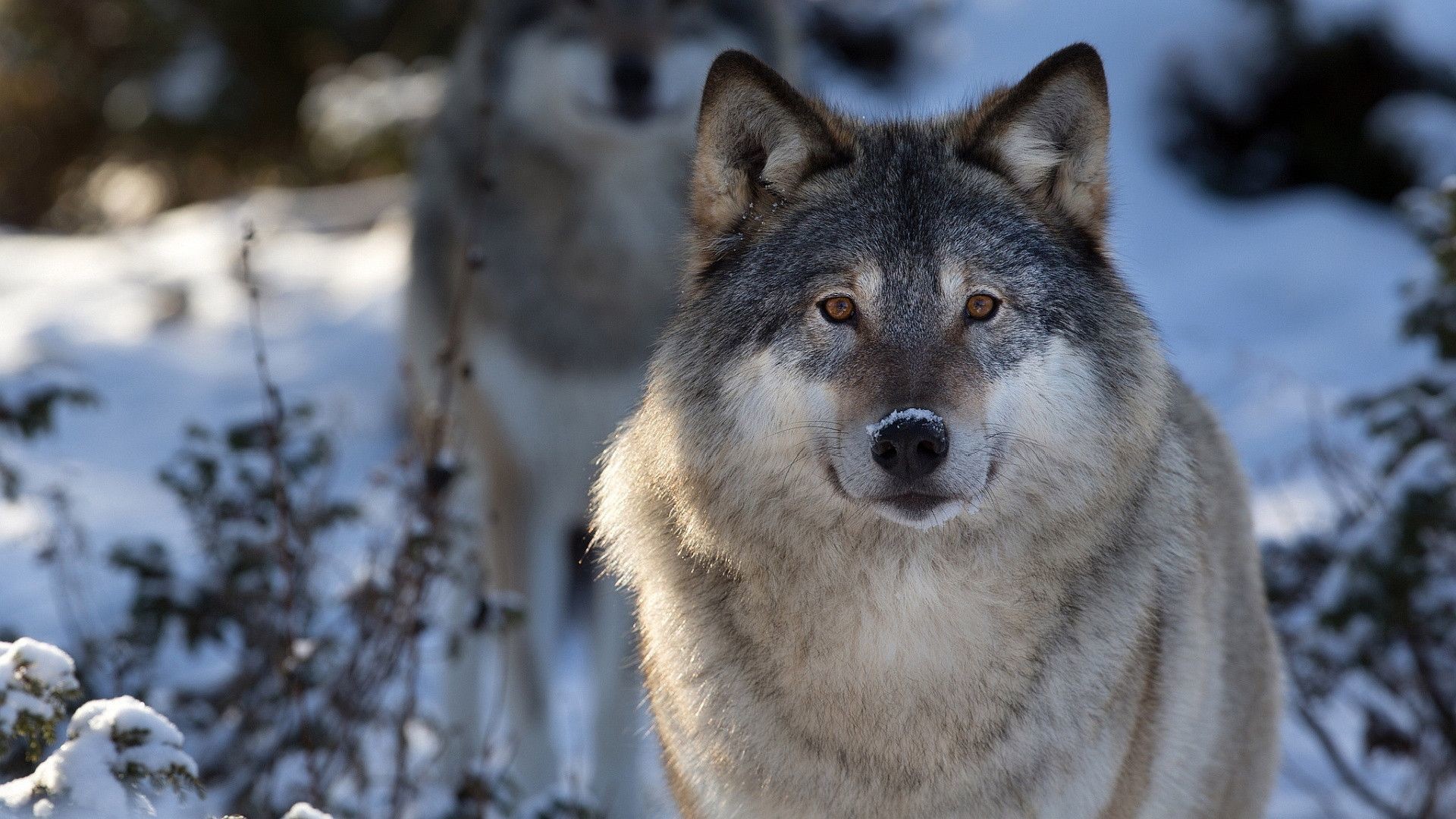 Lupo grigio, Neve, Branco, Full HD, wallpaper per portatile