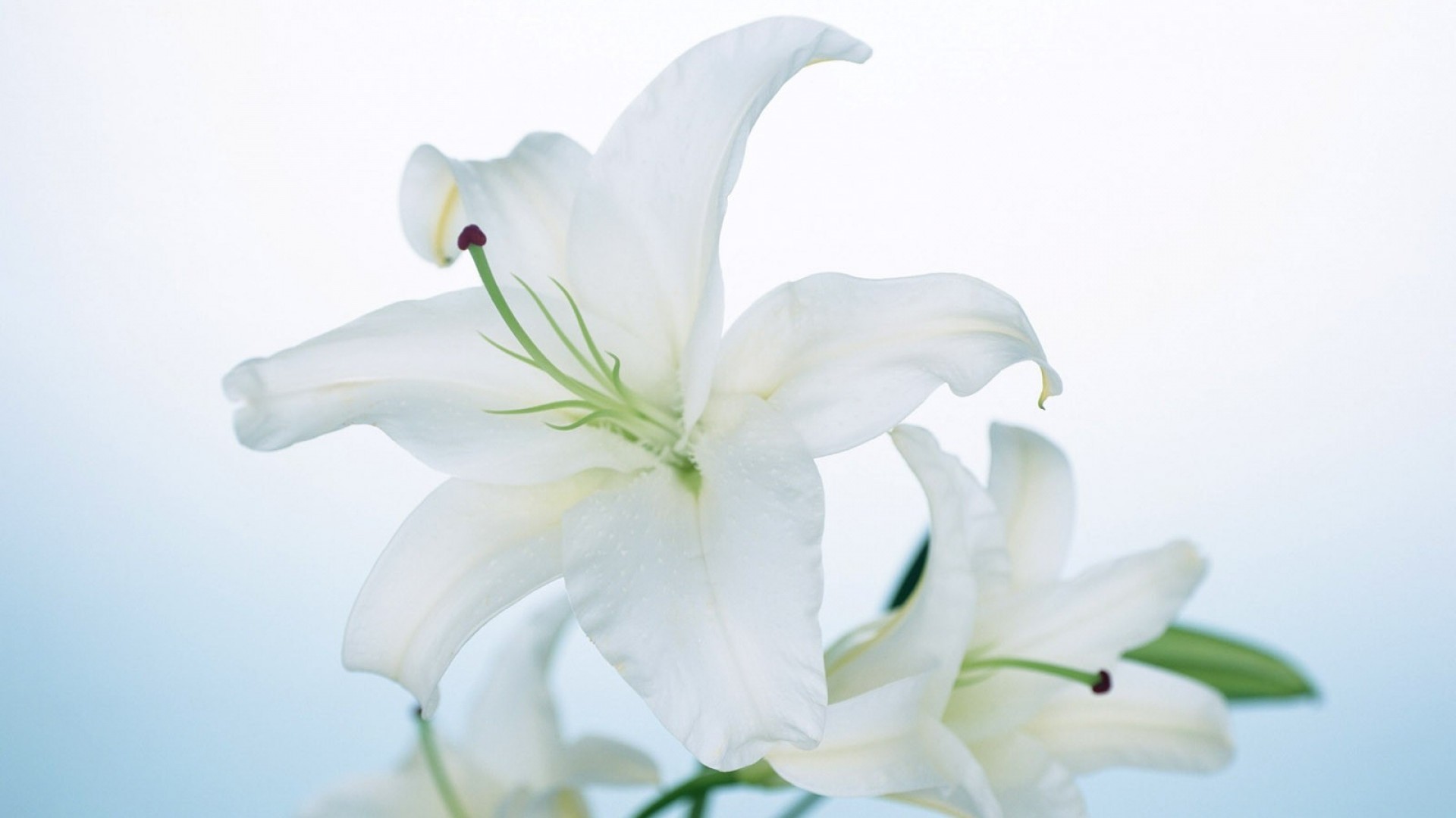 Gigli bianchi, Fiori, Azzurro, Full HD, wallpaper per computer