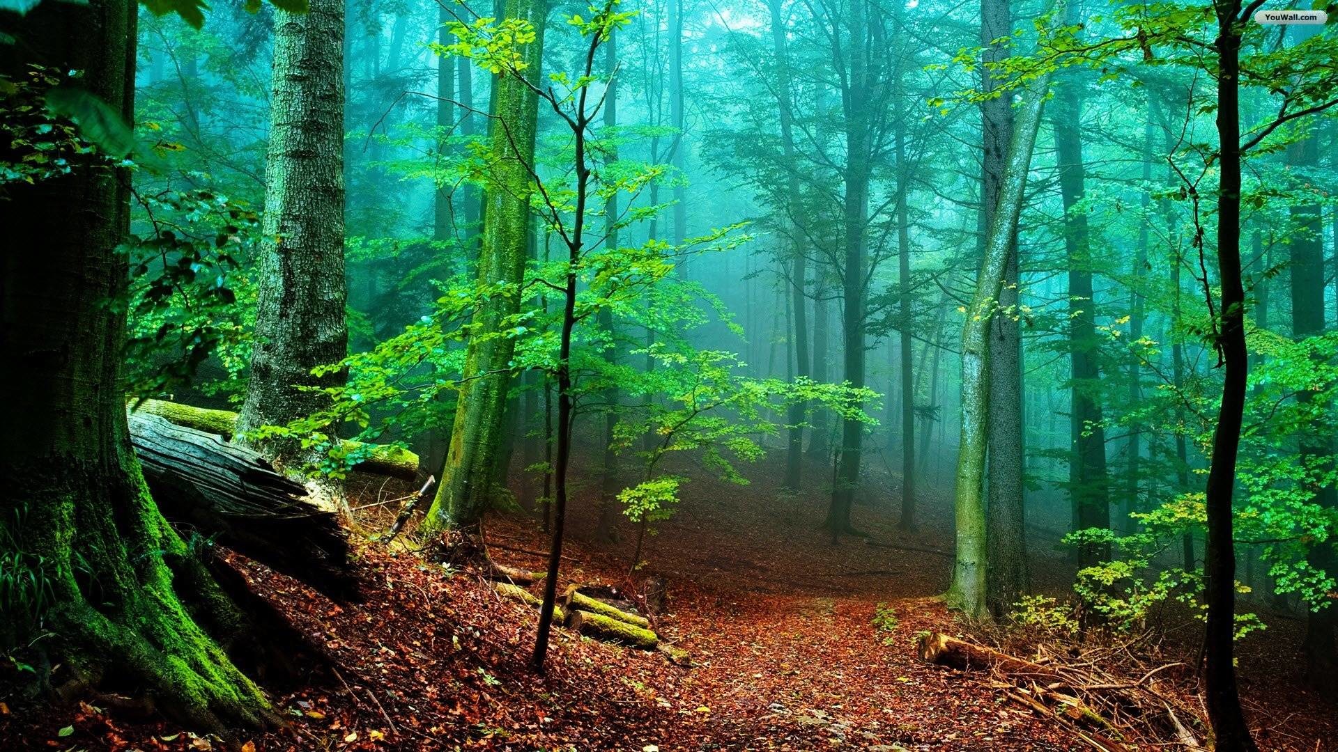 Faggeta, Nebbia, Foglie secche, Verde acqua, Full HD, sfondo Windows 11
