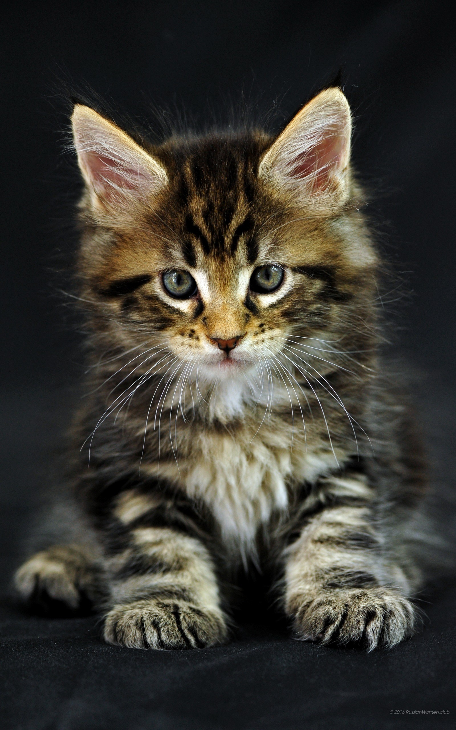 Gattino tigrato, Maine Coon, Sfondo nero, QHD+, schermata di blocco del cellulare