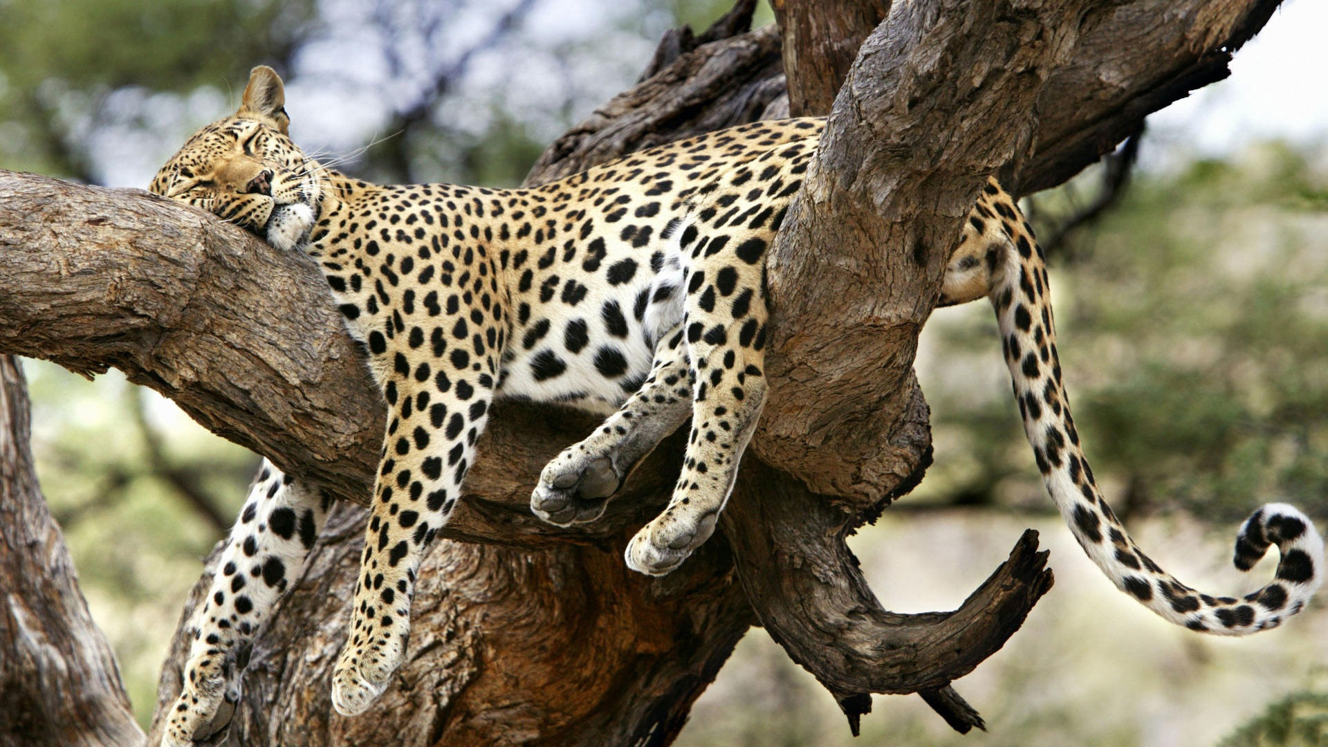 Leopardo, Ramo d'albero, Riposo, Felino, 16:9 Full HD, sfondo widescreen