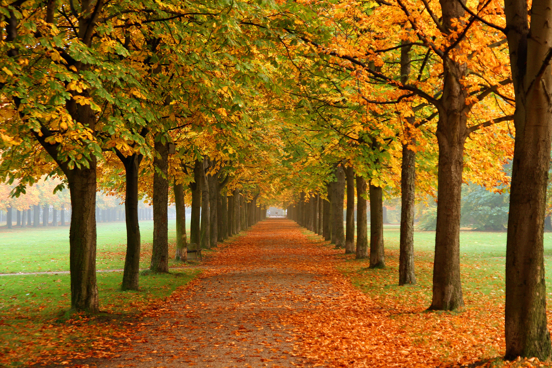 Viale alberato, Foglie cadute, Parco, Full HD, sfondo Windows 11