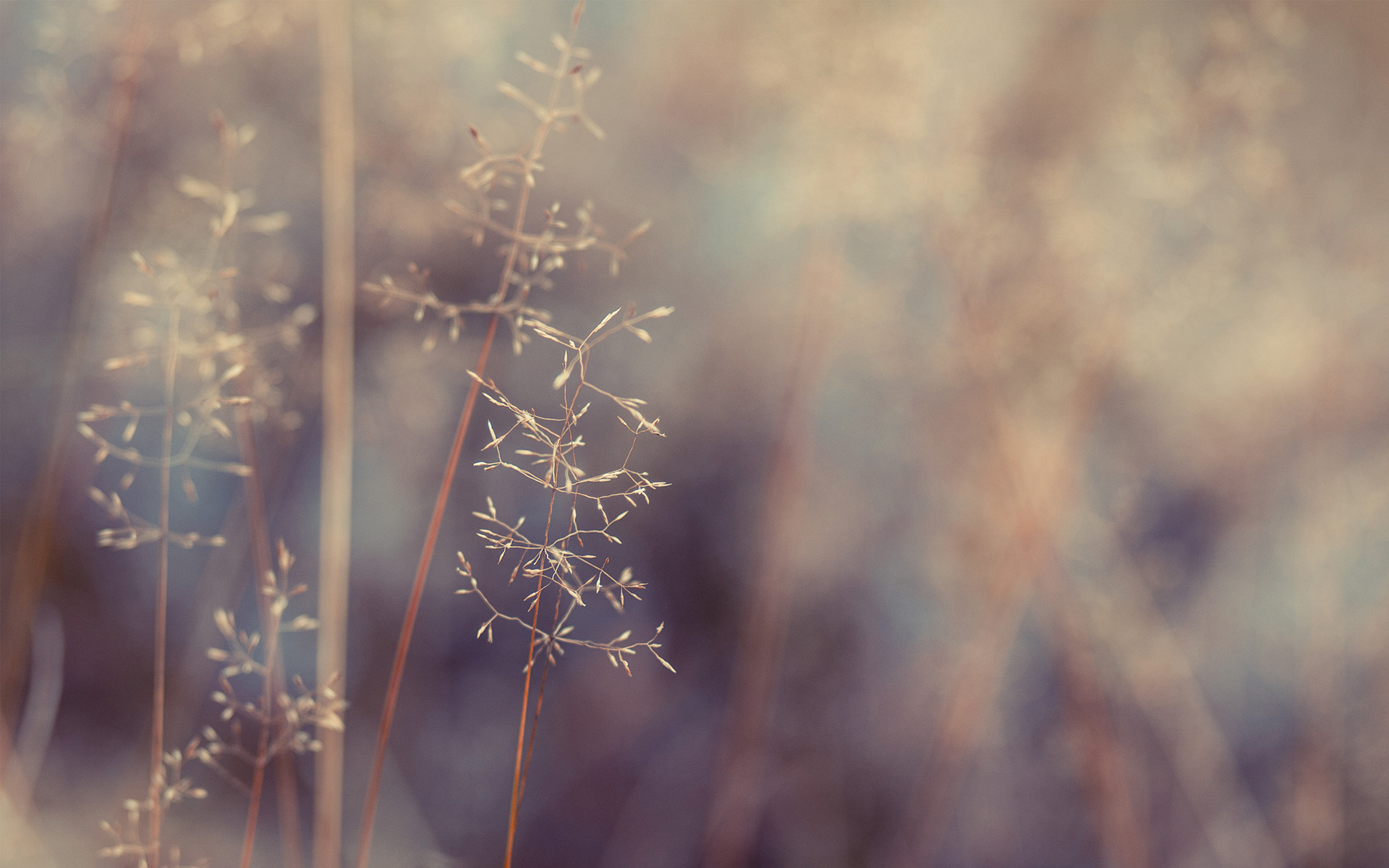 Erba, Sfocato, Natura, Toni caldi, Full HD, sfondo desktop